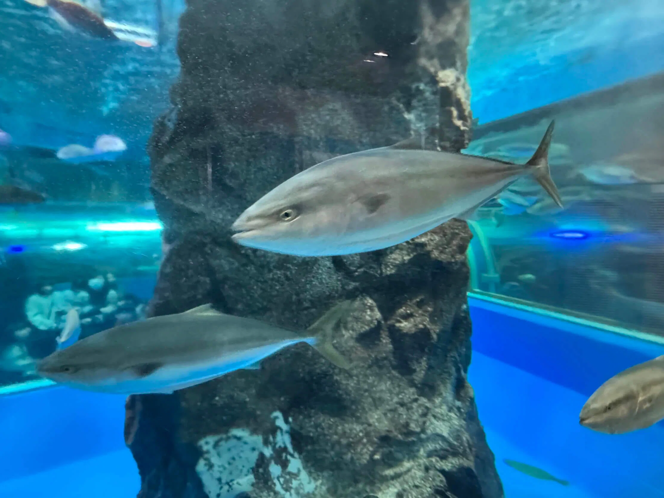 富山 魚津水族館 特別探検ツアー開催！｜【公式】寿司といえば富山DAO