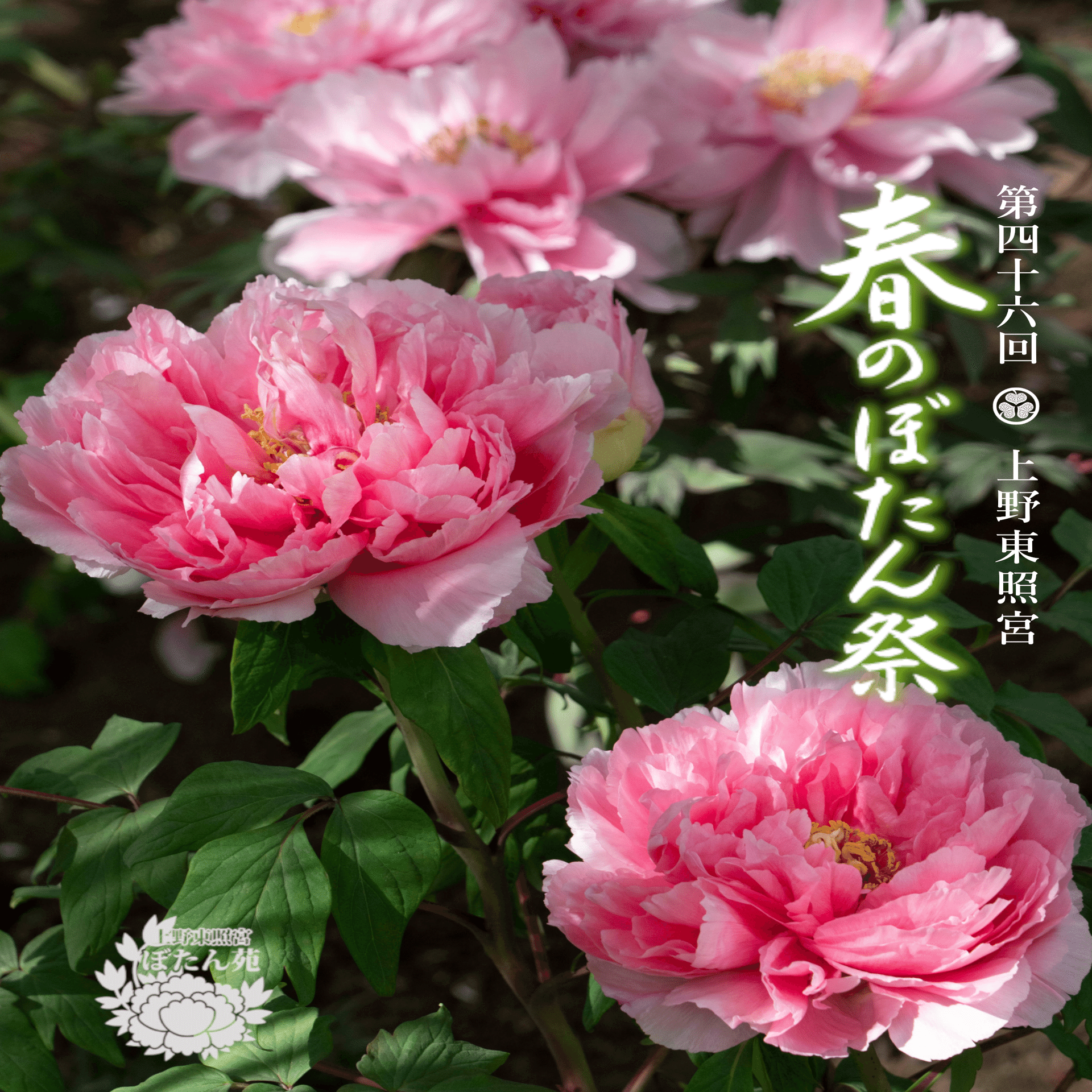 第46回 上野東照宮 春のぼたん祭｜上野案内所