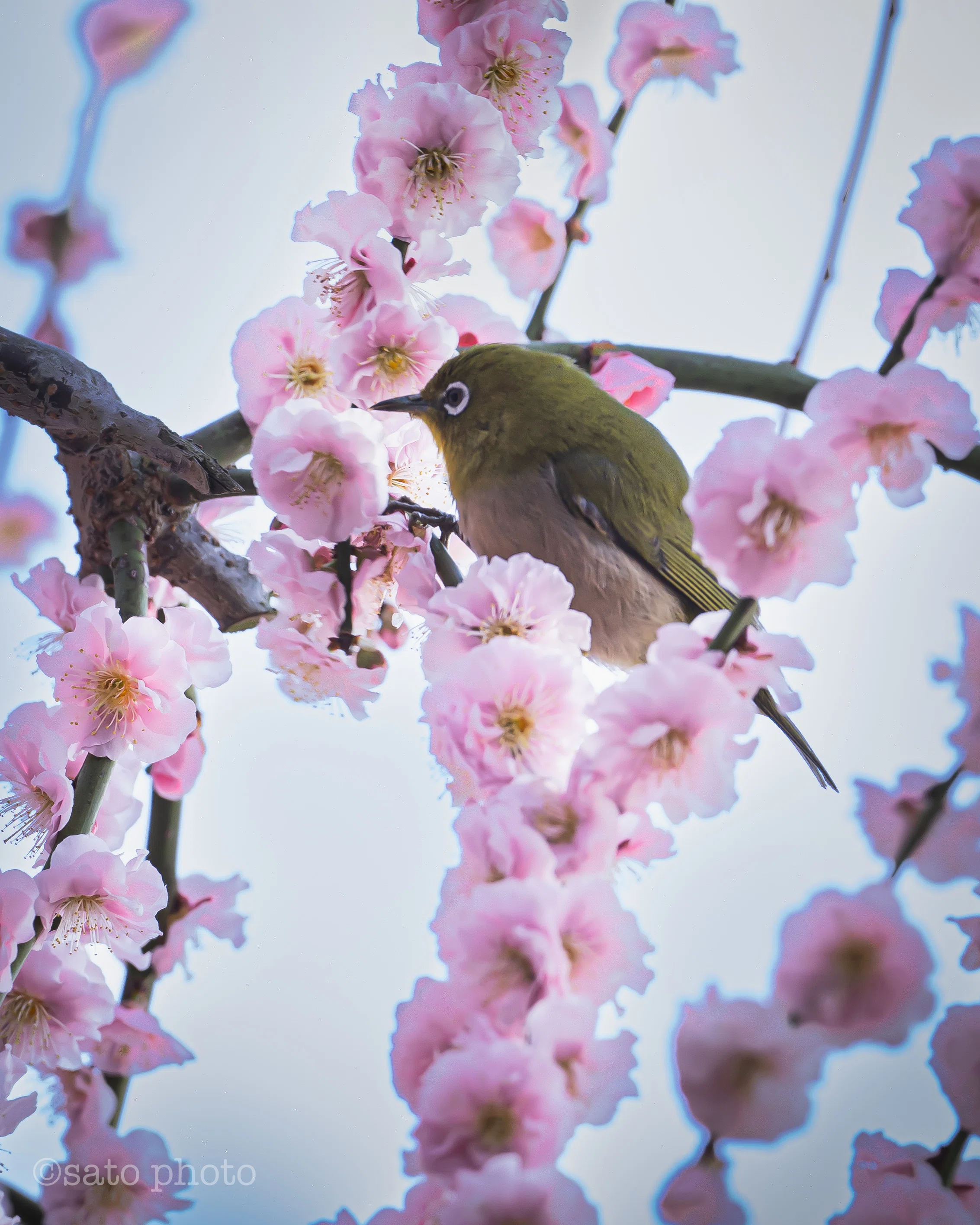 梅と三日月の風景高解像度写真　2Ｌ判4枚　と　Ｌ判写真4枚　8枚セート 梅と三日月の風景高解像度写真 2L判4枚 と L判写真4枚 8枚セート