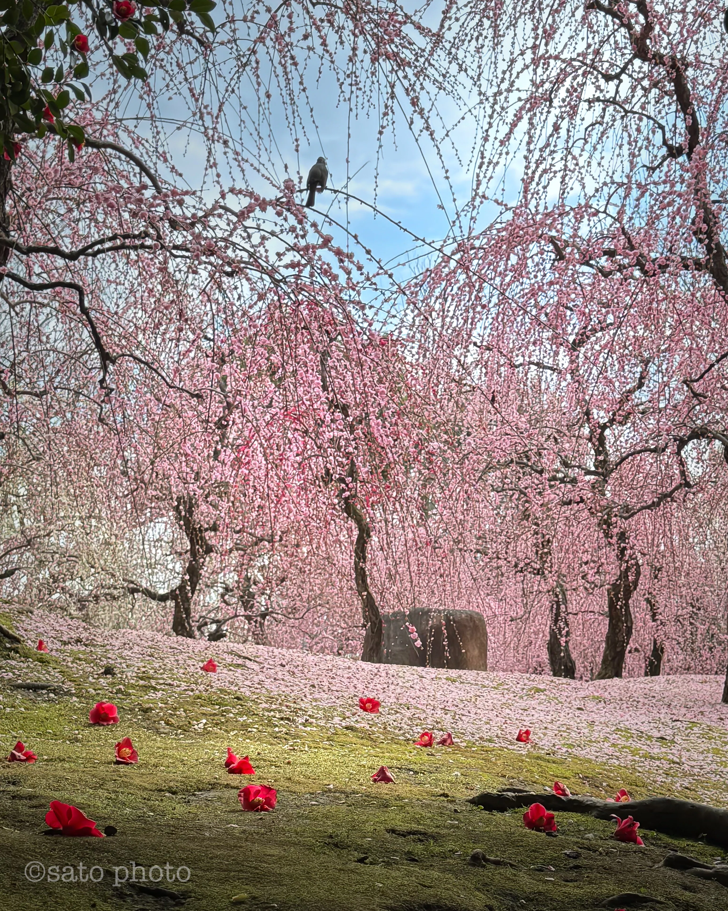 2025.03】今月に撮った写真で1ヶ月を振り返っていく｜sato｜旅好き40代