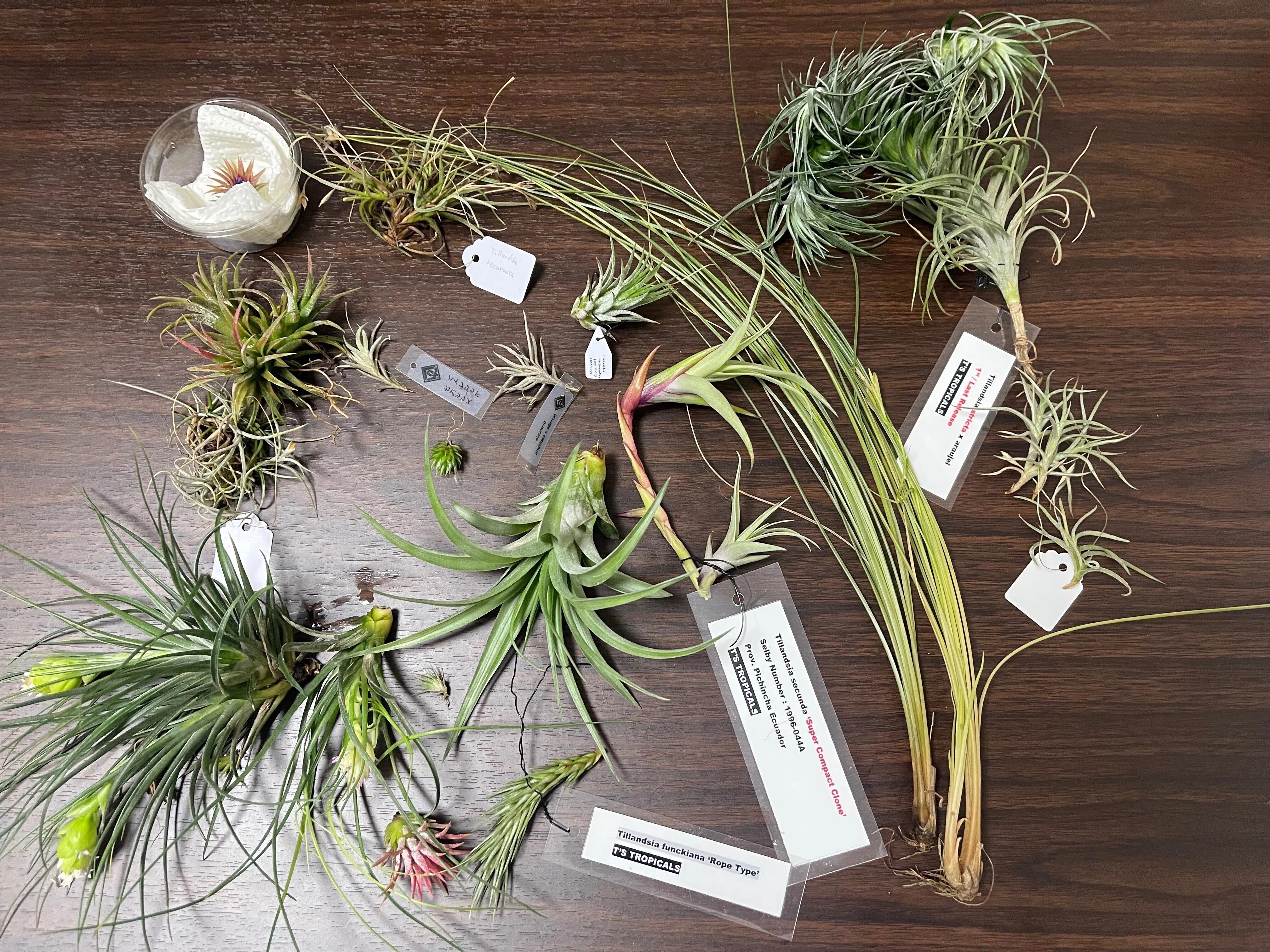 T.ionantha 'Nizanda 2' T'S TROPICALS 1st