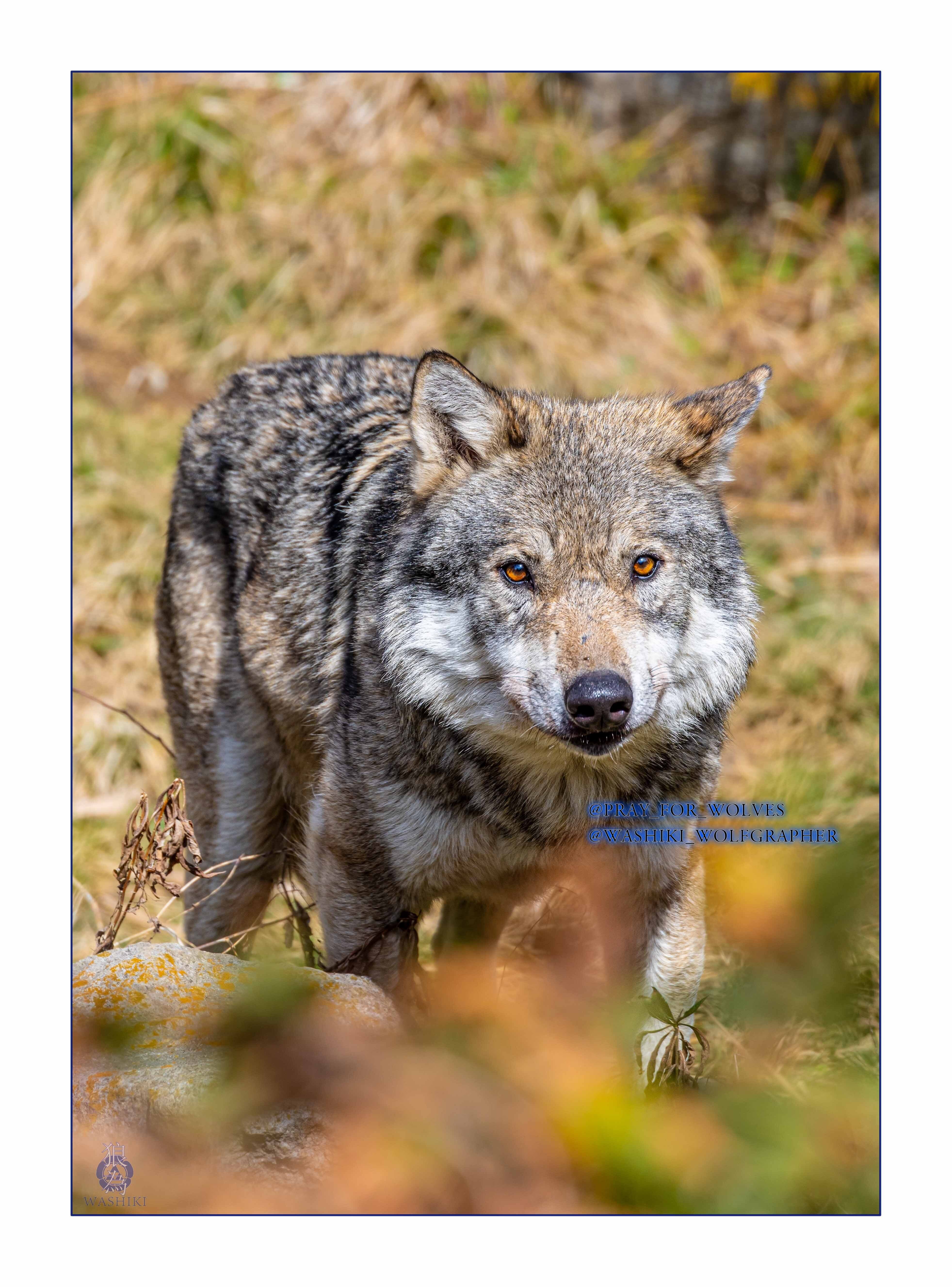 本日の多摩/2025年3月はじめましてカヨラン｜和色🐺WolfGrapher