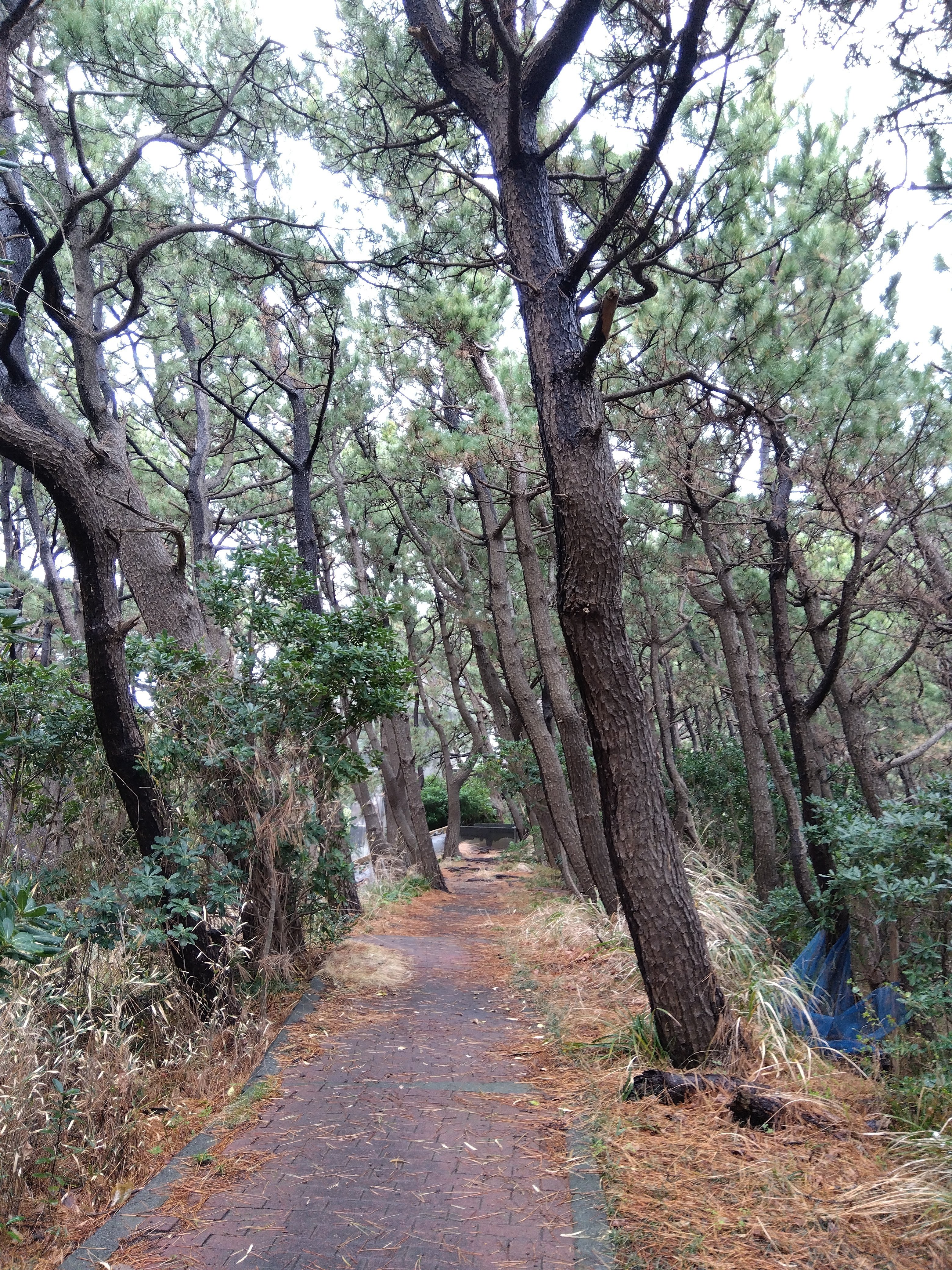 沼津市芹沢光治良記念館｜なおちか