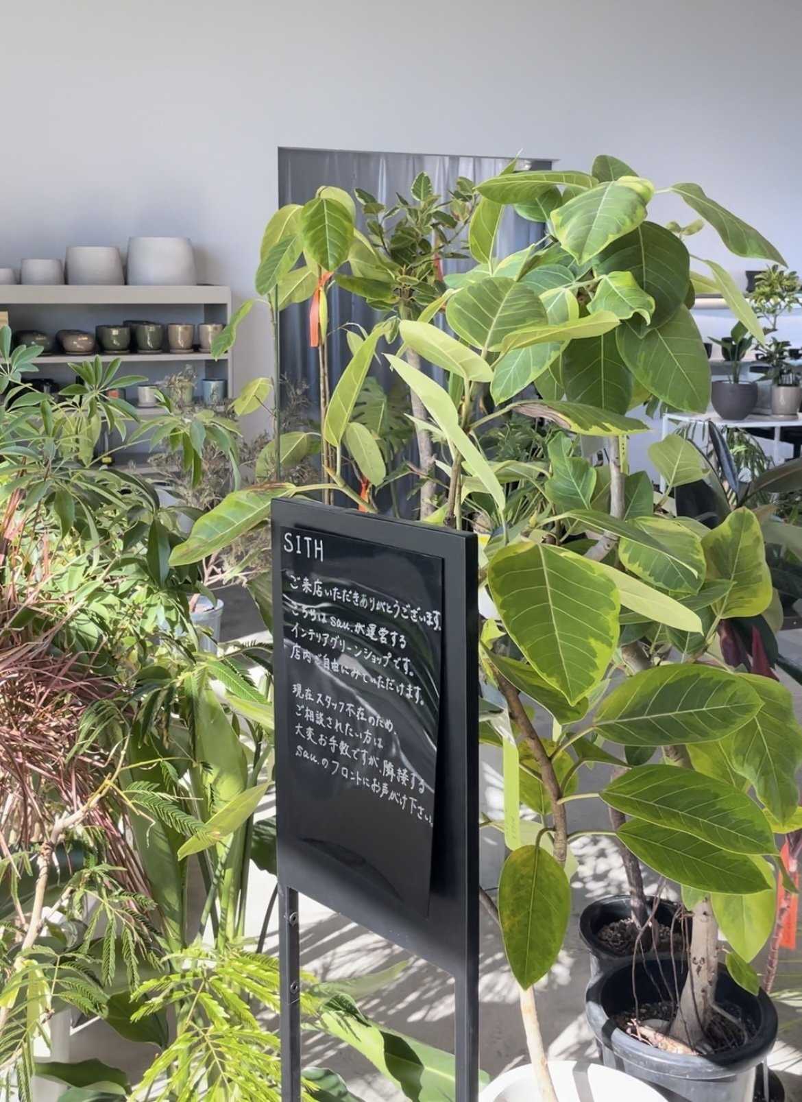 Amazon｜l'arbre blanc サンスベリア 観葉植物 本物 5号鉢 高さ