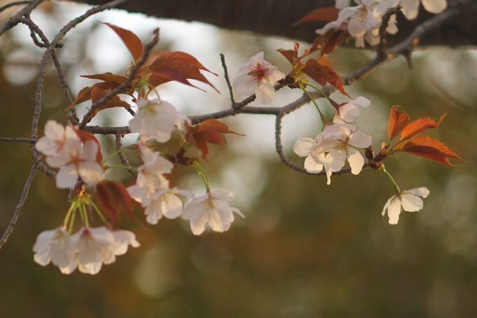 桜便り＞ヤマザクラ｜清愁