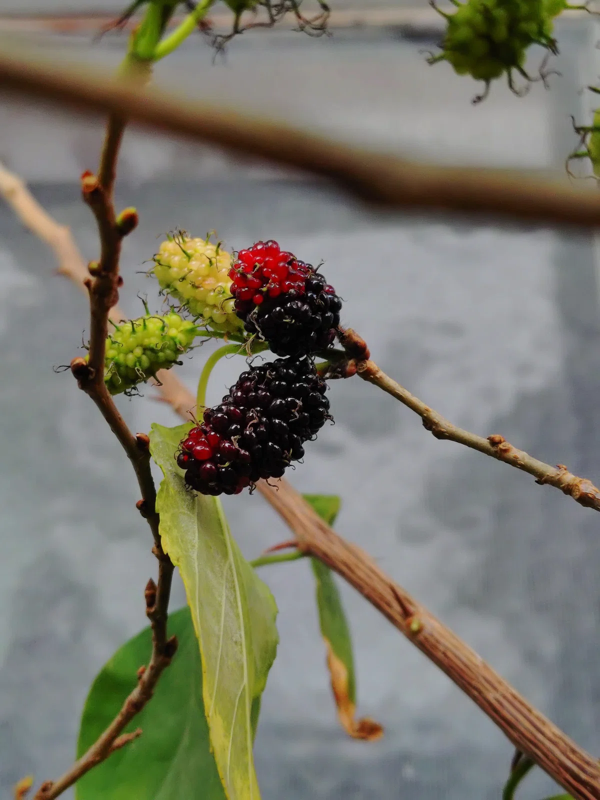 がんばらない薬膳3 「ベランダの桑の実」|pana