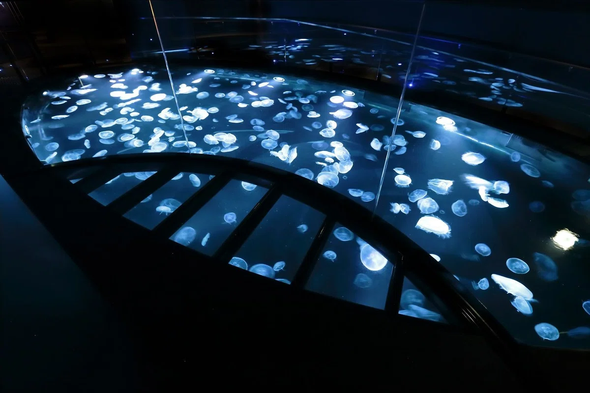 すみだ水族館&nbsp;新体感水槽「ビッグシャーレ」