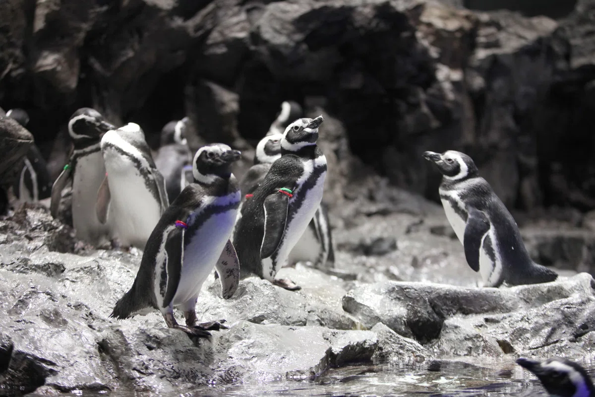 すみだ水族館のペンギン