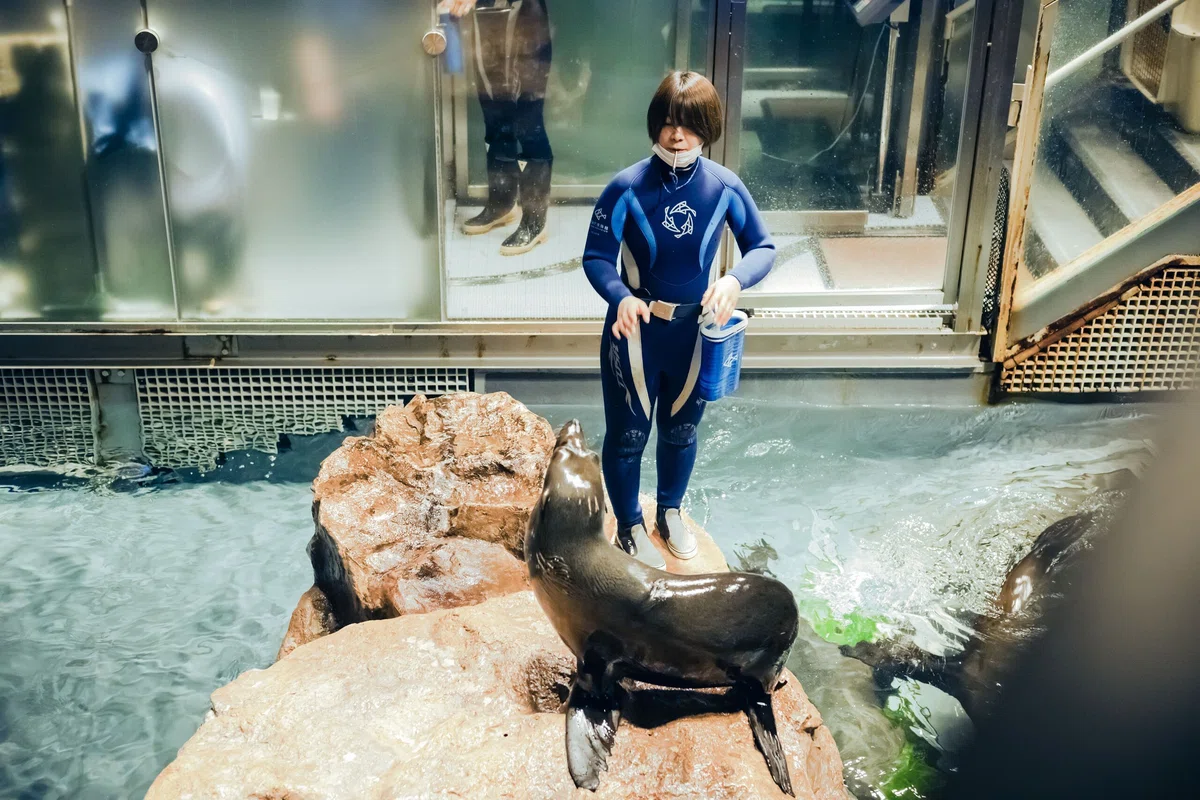 すみだ水族館のオットセイ