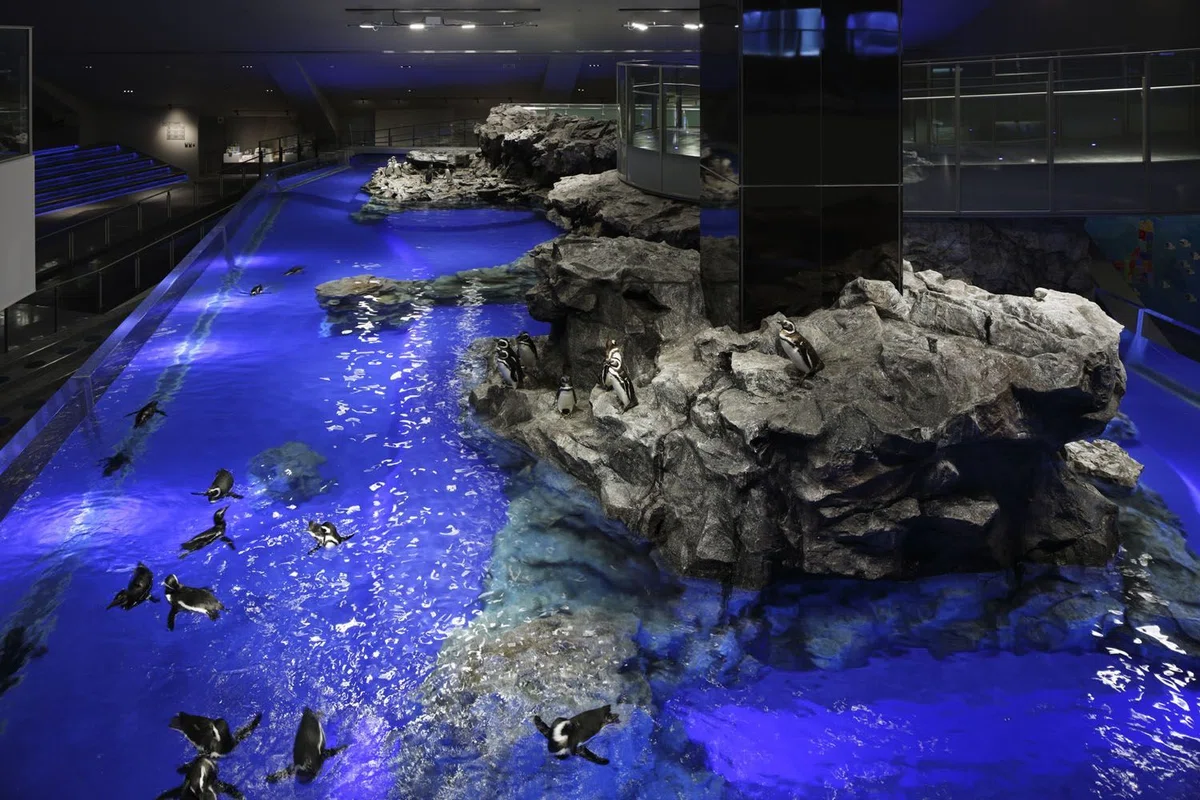 すみだ水族館のペンギン