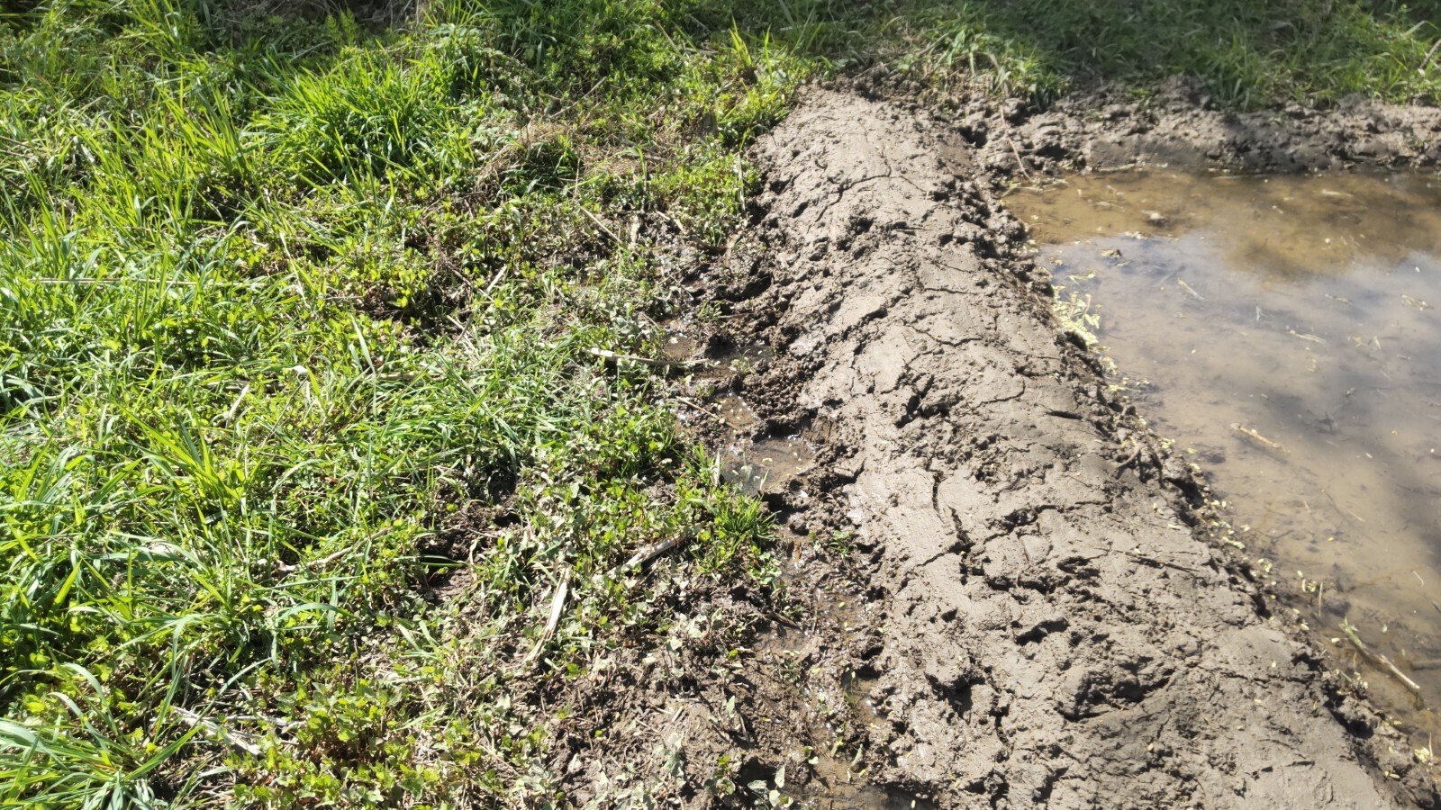 確認用　たんぼにできた わらのいえ たんぼにできたわらのいえ かがくのとも572号 - 中古絵本と