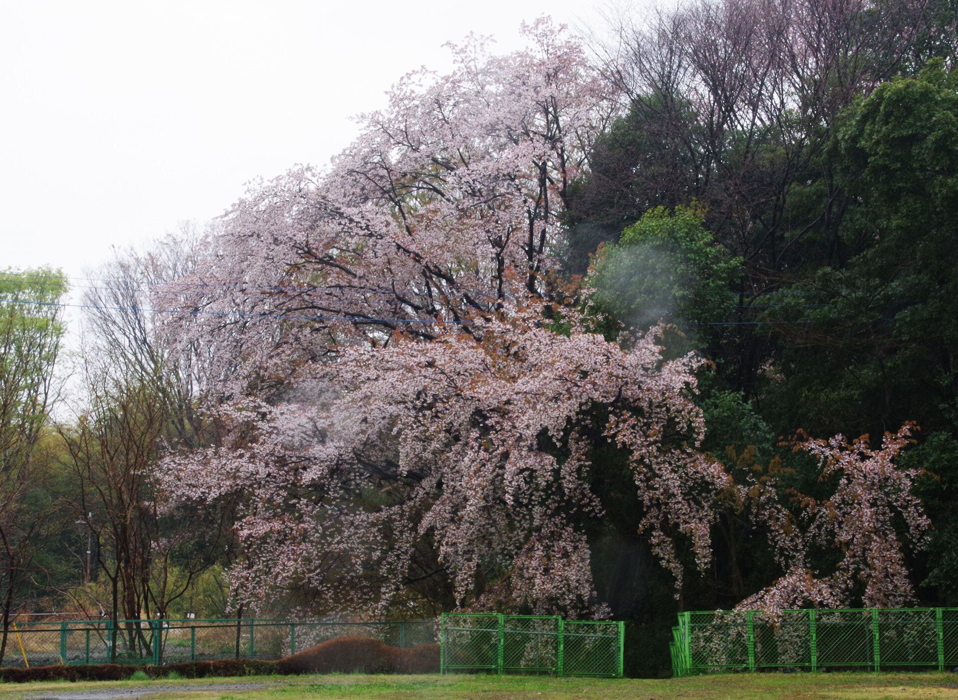 雨の日の桜｜キータン🦋写真とAIで紡ぐもう1つのリアル✨