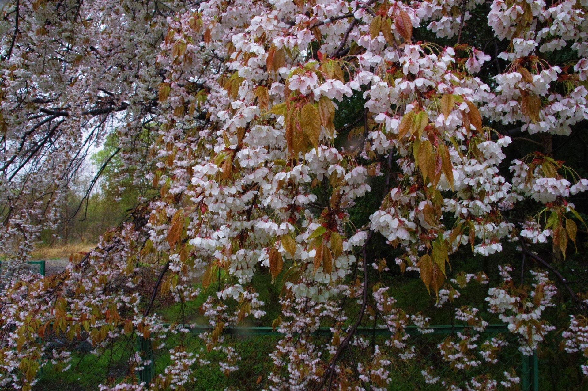 雨の日の桜｜キータン🦋写真とAIで紡ぐもう1つのリアル✨