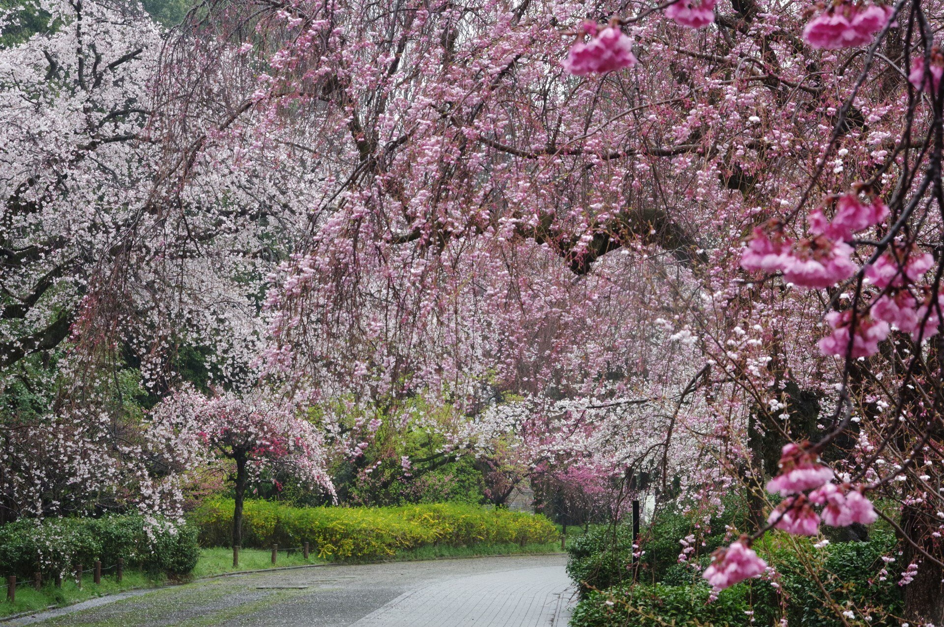 雨の日の桜｜キータン🦋写真とAIで紡ぐもう1つのリアル✨