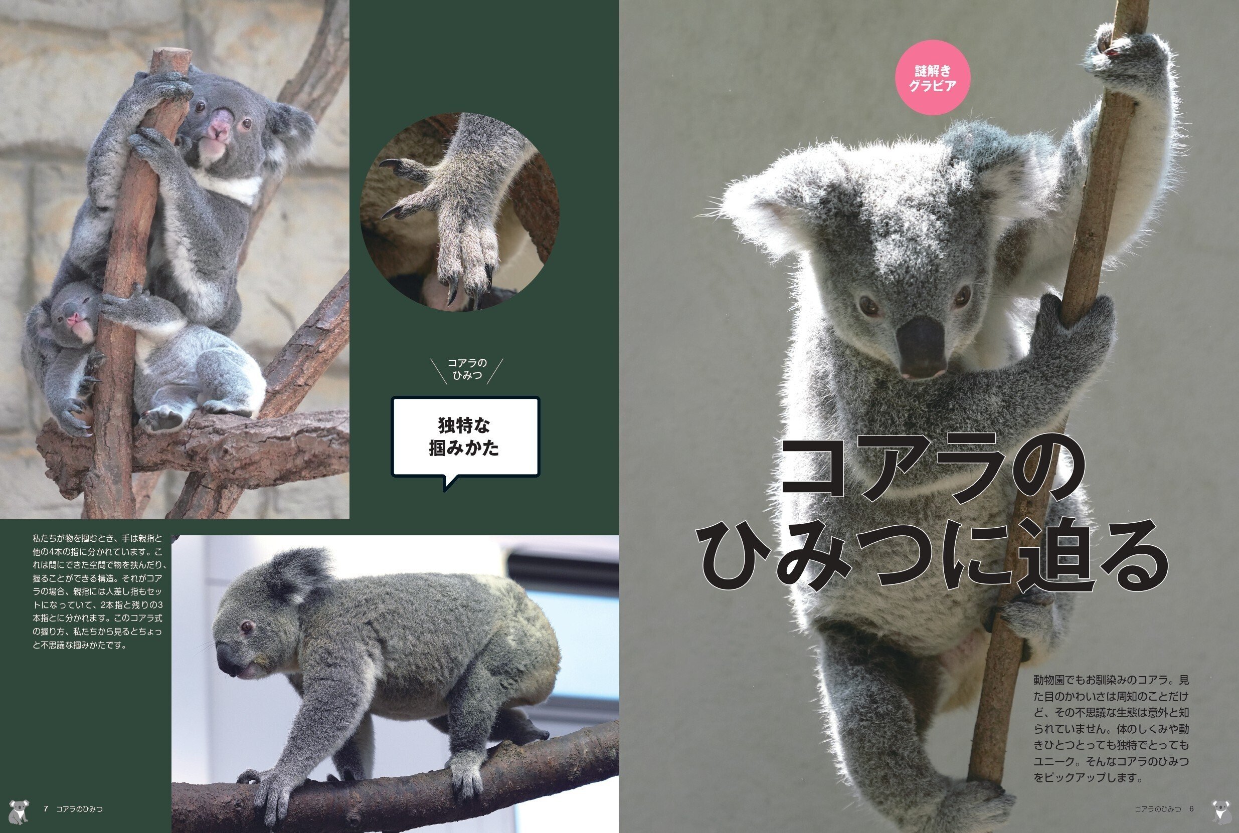 コアラのひみつ』4月2日発売 - 動物園の人気者のすべてを解説｜カンゼン