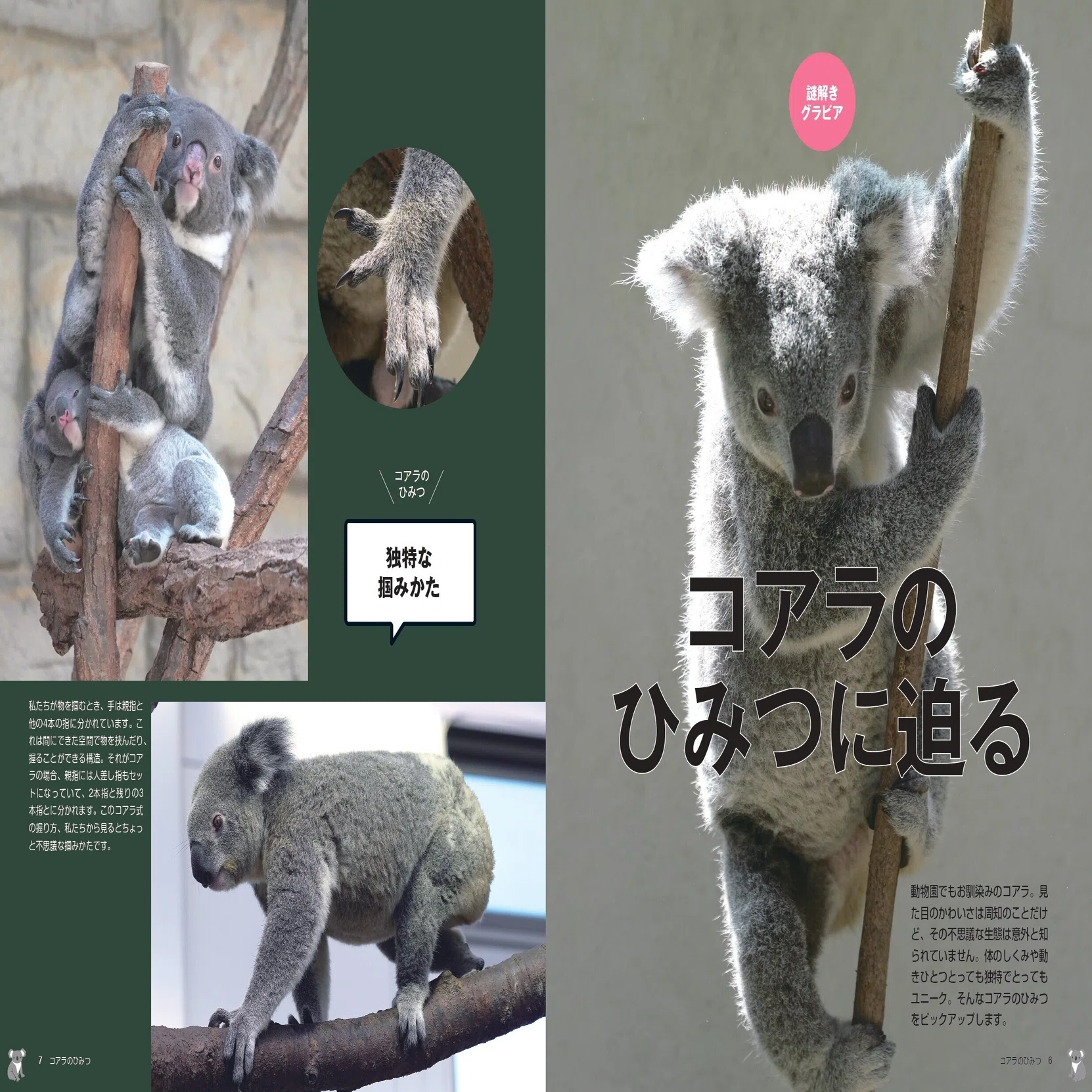コアラのひみつ』4月2日発売 - 動物園の人気者のすべてを解説｜カンゼン