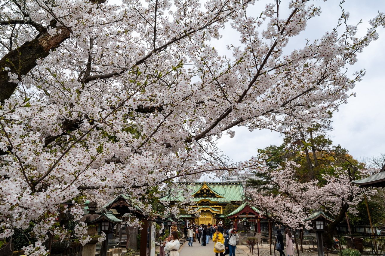 Canon EOS R10で行く「雨の上野公園の桜」｜Photographer non🐤