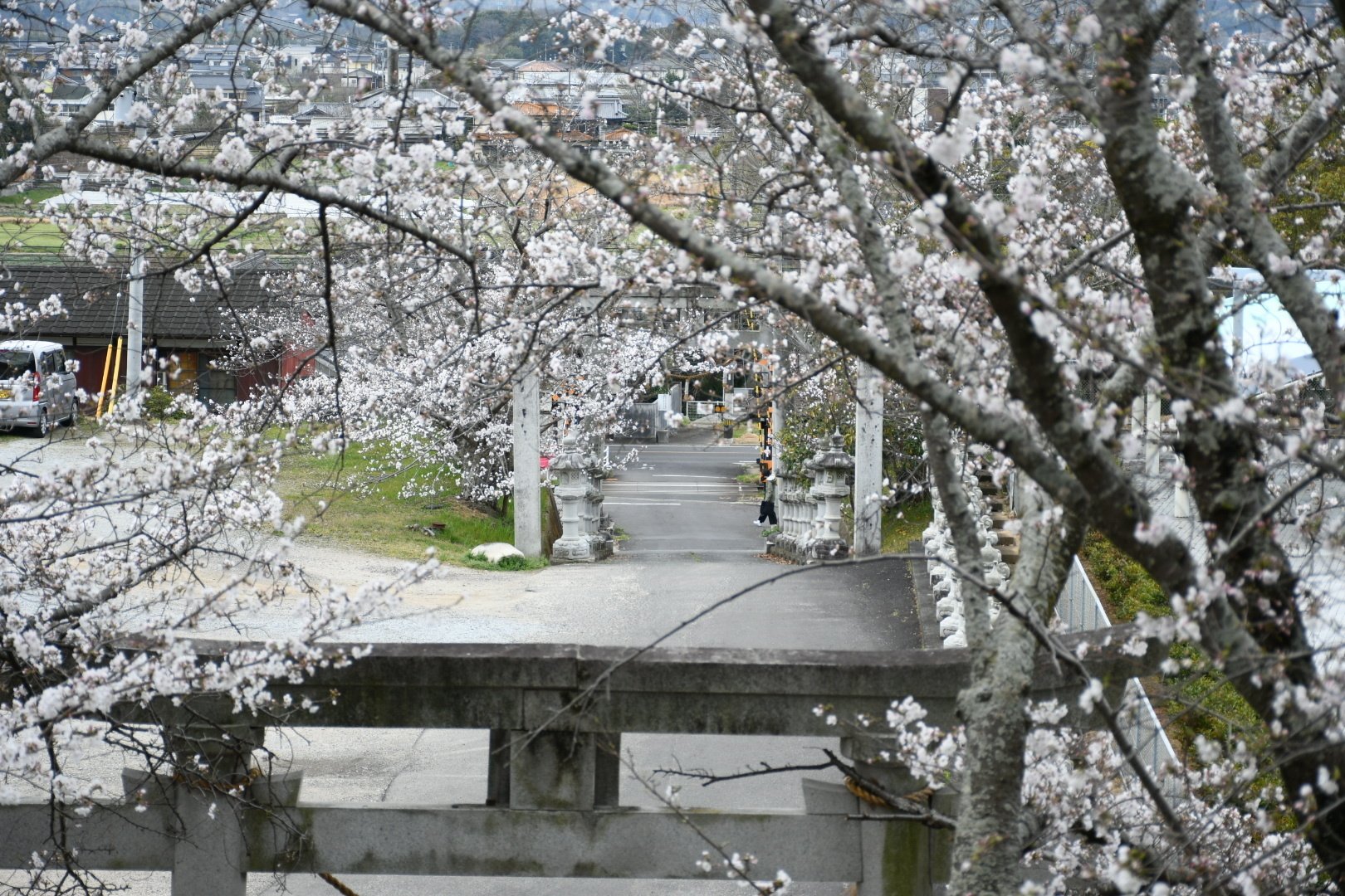 2025春〜桜を求めて香川県白山神社｜Kazu8492