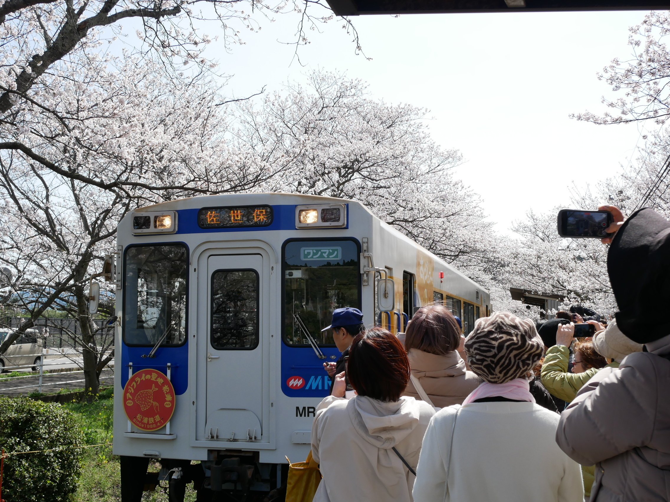 561 満開の桜に包まれる 松浦鉄道・浦ノ崎駅｜ミヤコカエデ（Miyako Kaede)
