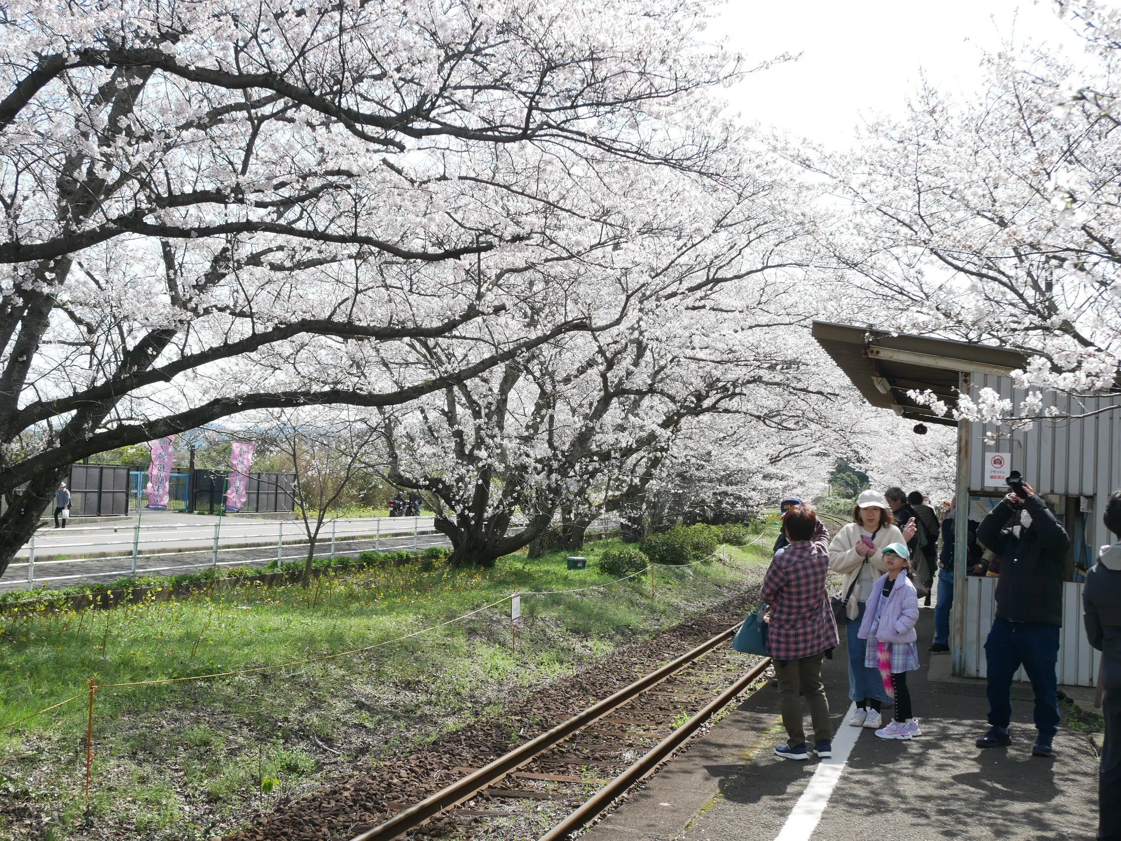 561 Surrounded by Cherry Blossoms in Full Bloom: Matsuura Railway