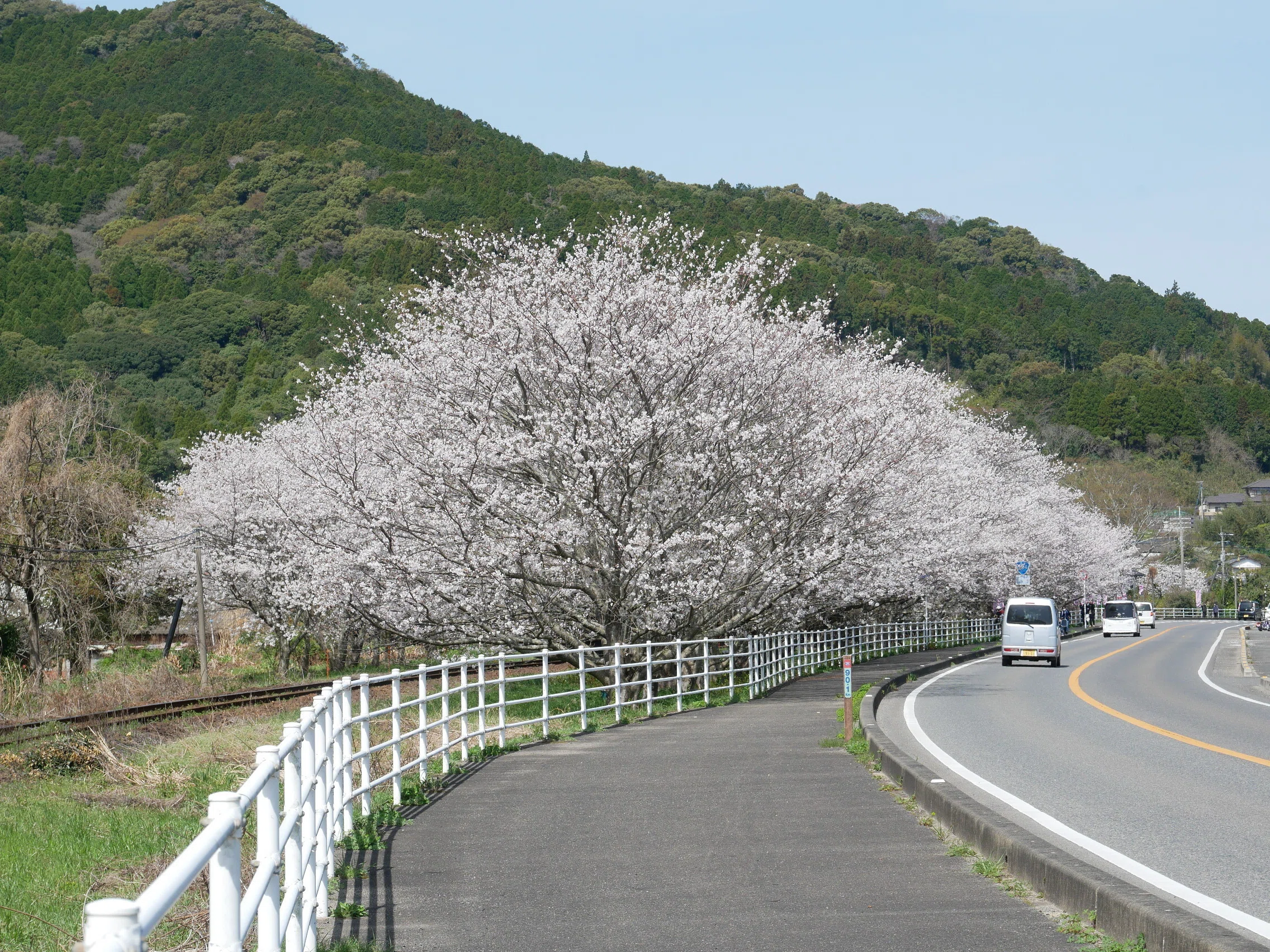 561 Surrounded by Cherry Blossoms in Full Bloom: Matsuura Railway