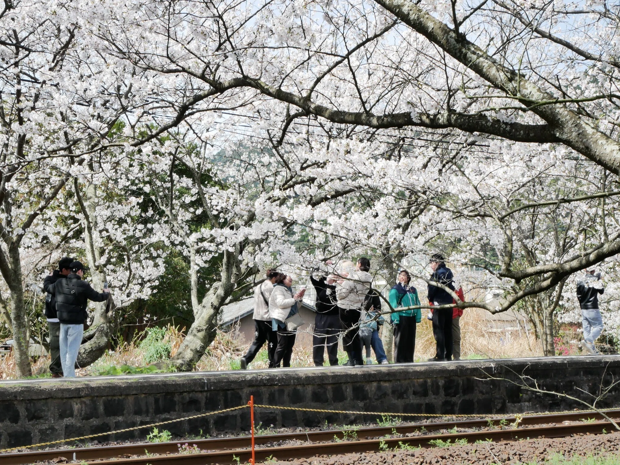 561 Surrounded by Cherry Blossoms in Full Bloom: Matsuura Railway