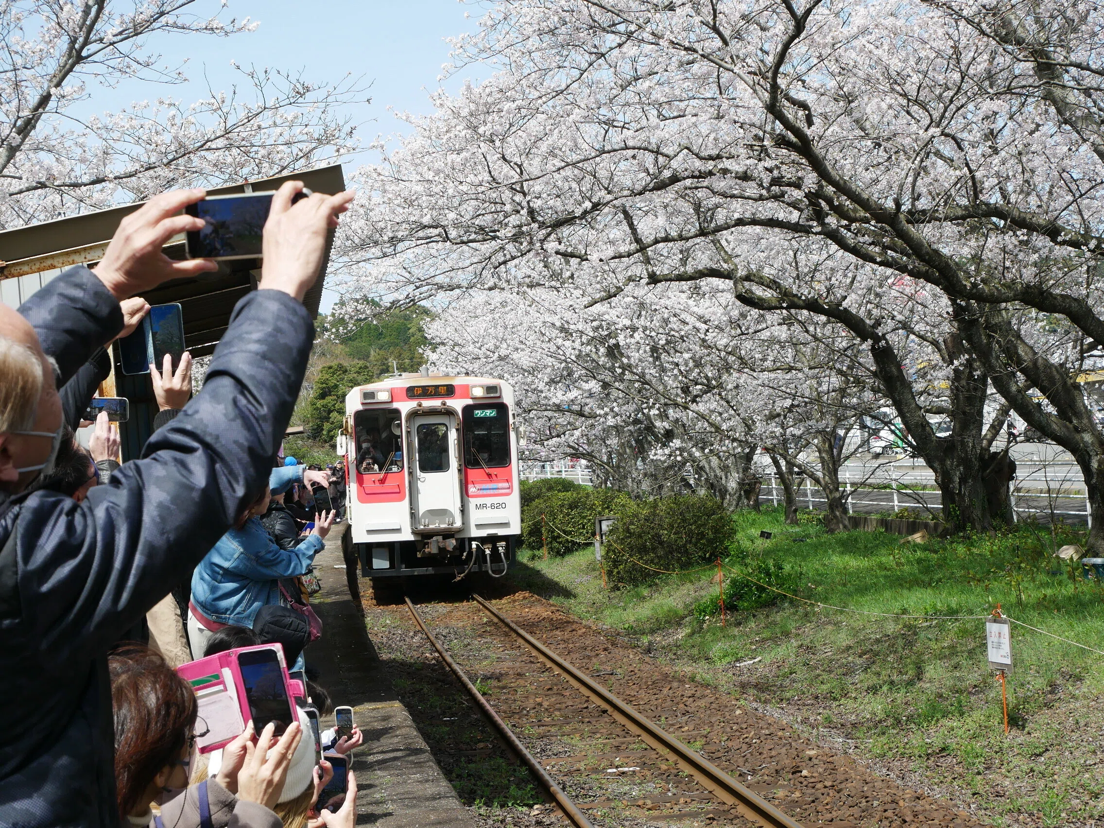 561 Surrounded by Cherry Blossoms in Full Bloom: Matsuura Railway
