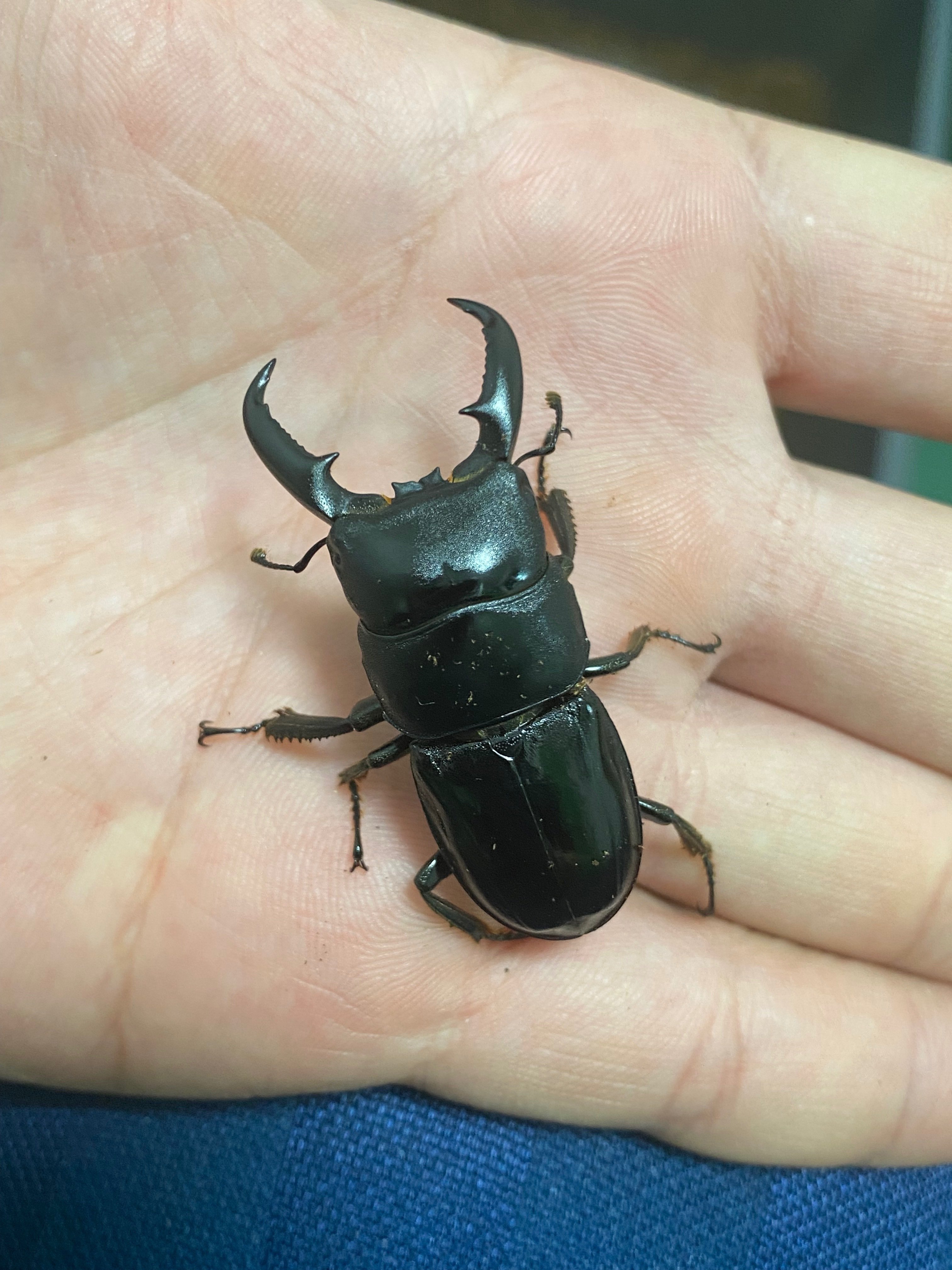 八丈　ハチジョウヒラタ ハチジョウヒラタクワガタ A型（東京都八丈町某所産）WF1 飼育記録