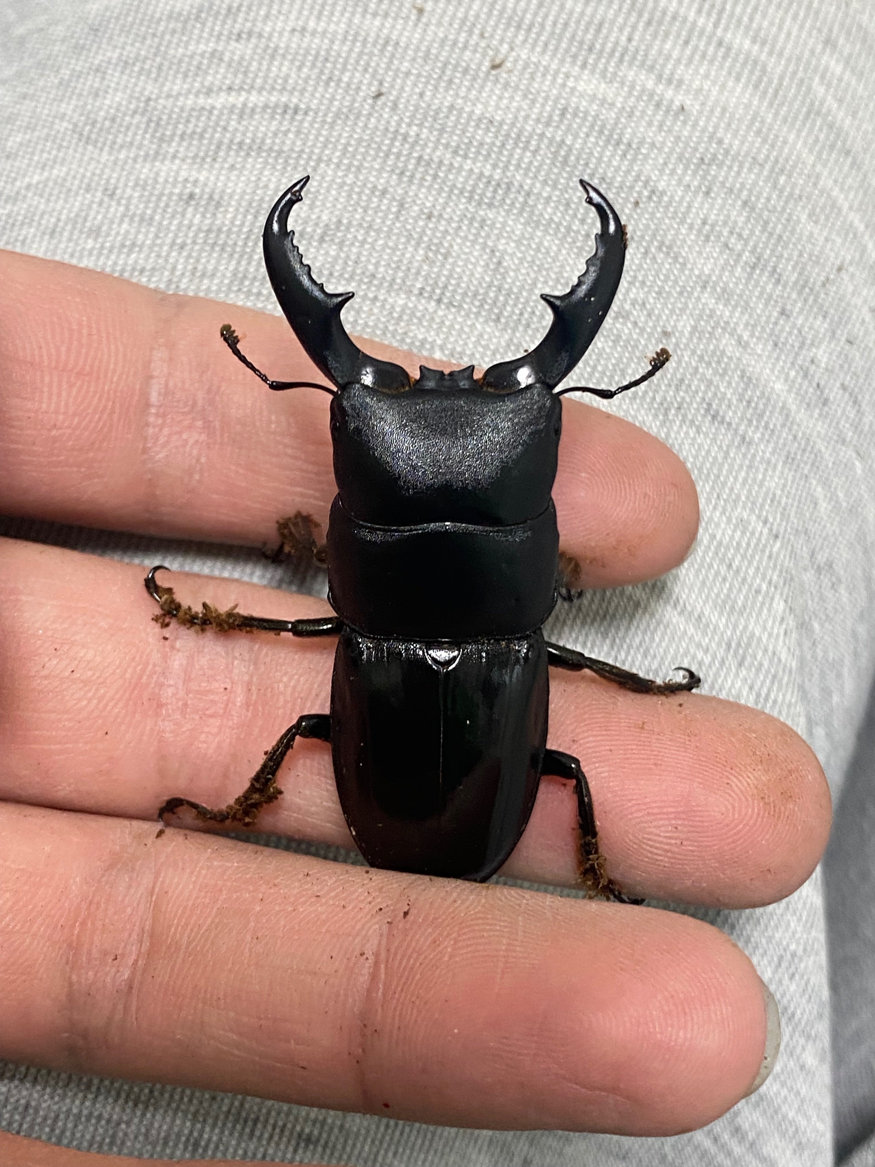 ハチジョウヒラタ飼育記録feat.2024八丈島採集｜SORA 天然野外採集八丈ハチ