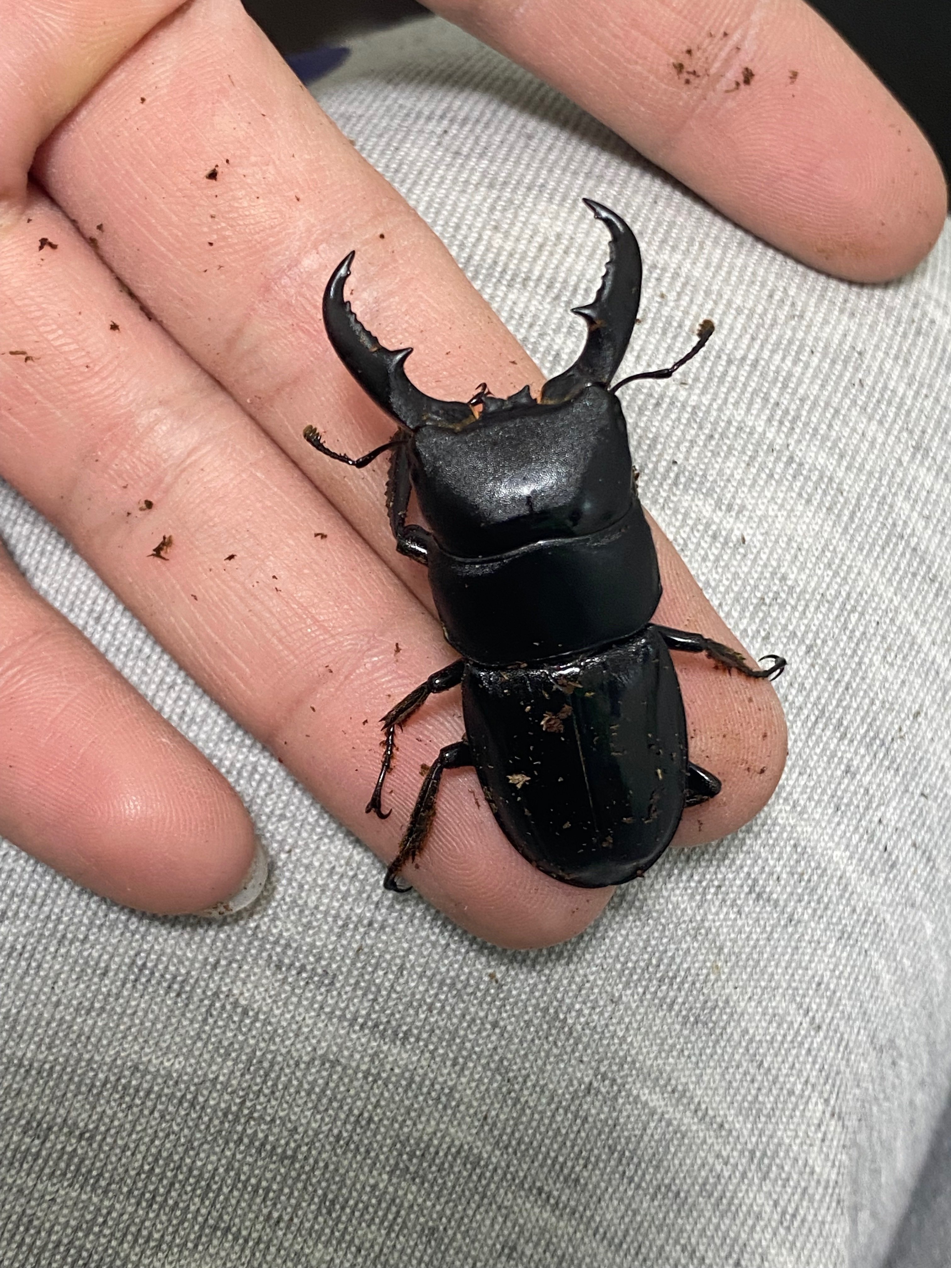 ハチジョウヒラタ飼育記録feat.2024八丈島採集｜SORA