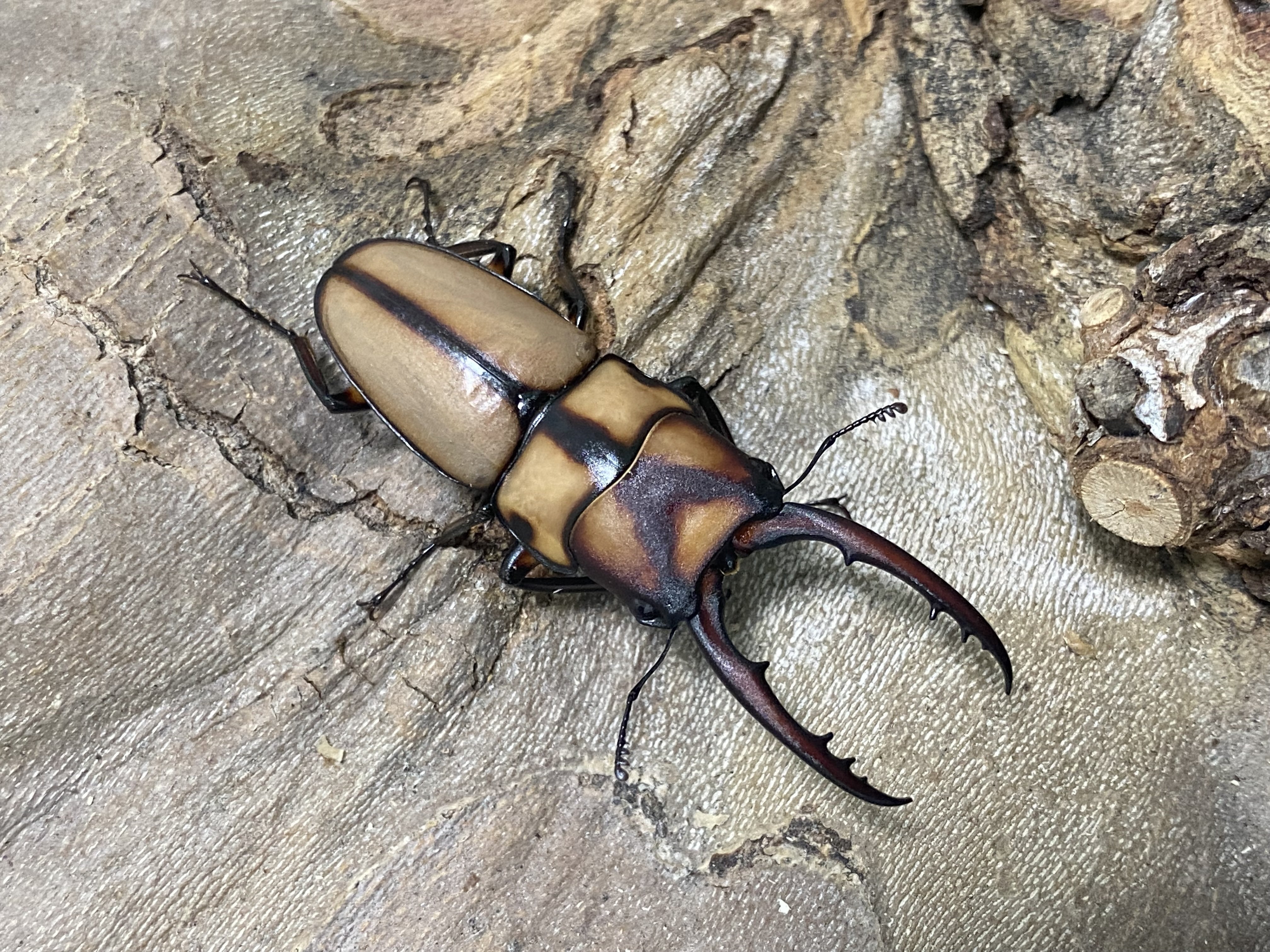 天然野外採集八丈ハチジョウヒラタ3♂3♀