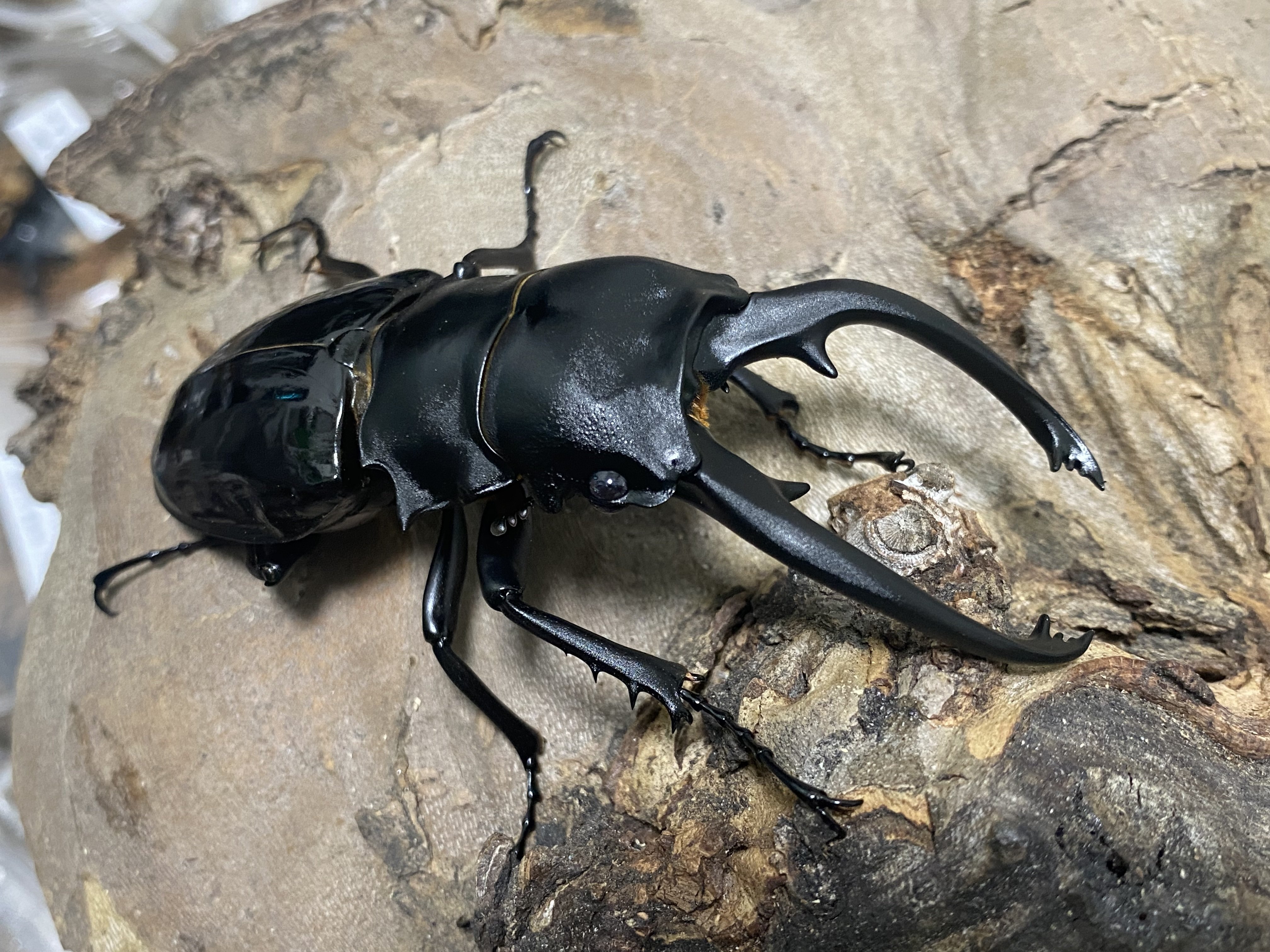 八丈 ハチジョウヒラタ 天然野外採集八丈ハチジョウヒラタ3♂3♀