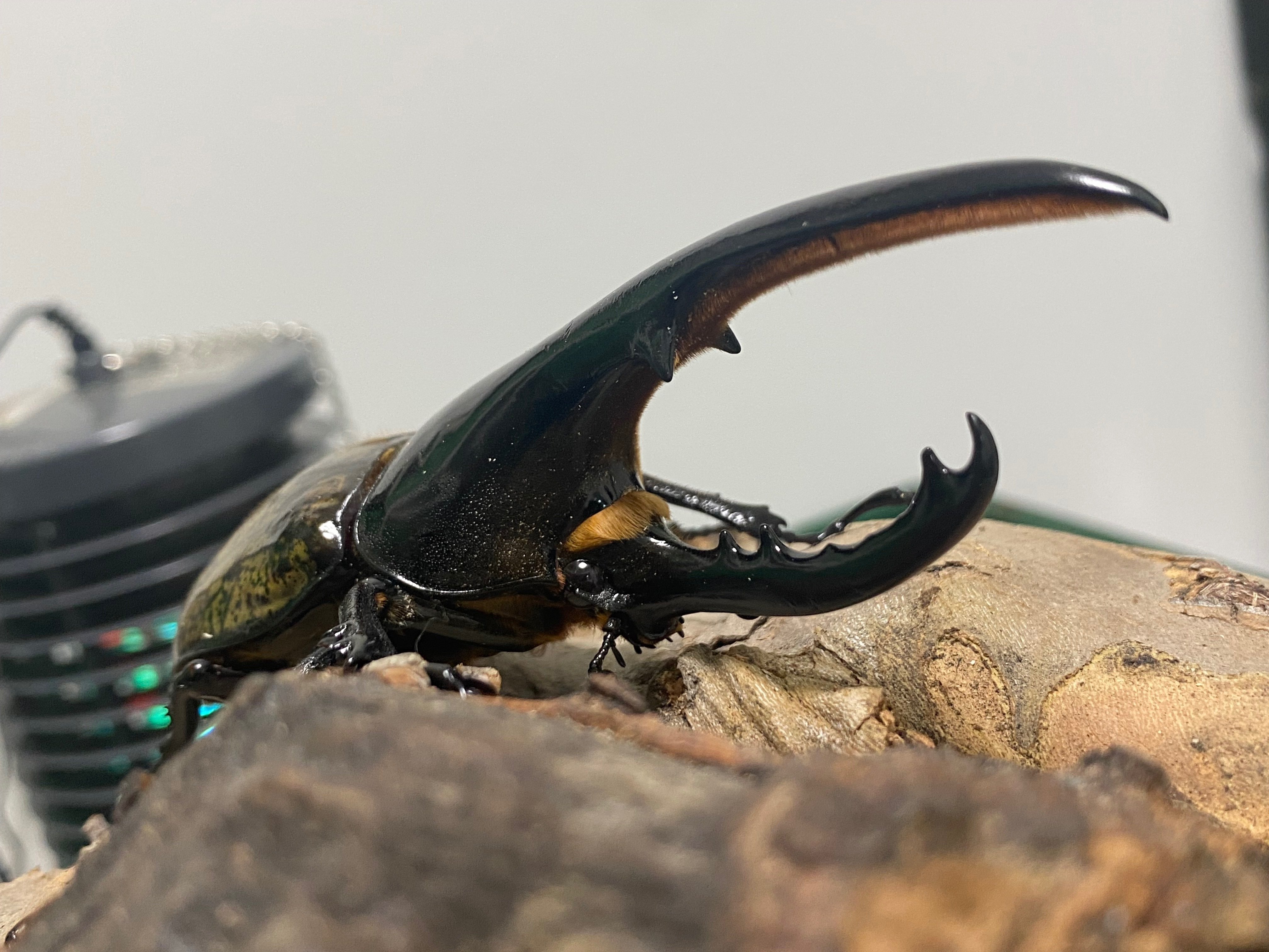 八丈 ハチジョウヒラタ 天然野外採集八丈ハチジョウヒラタ3♂3♀