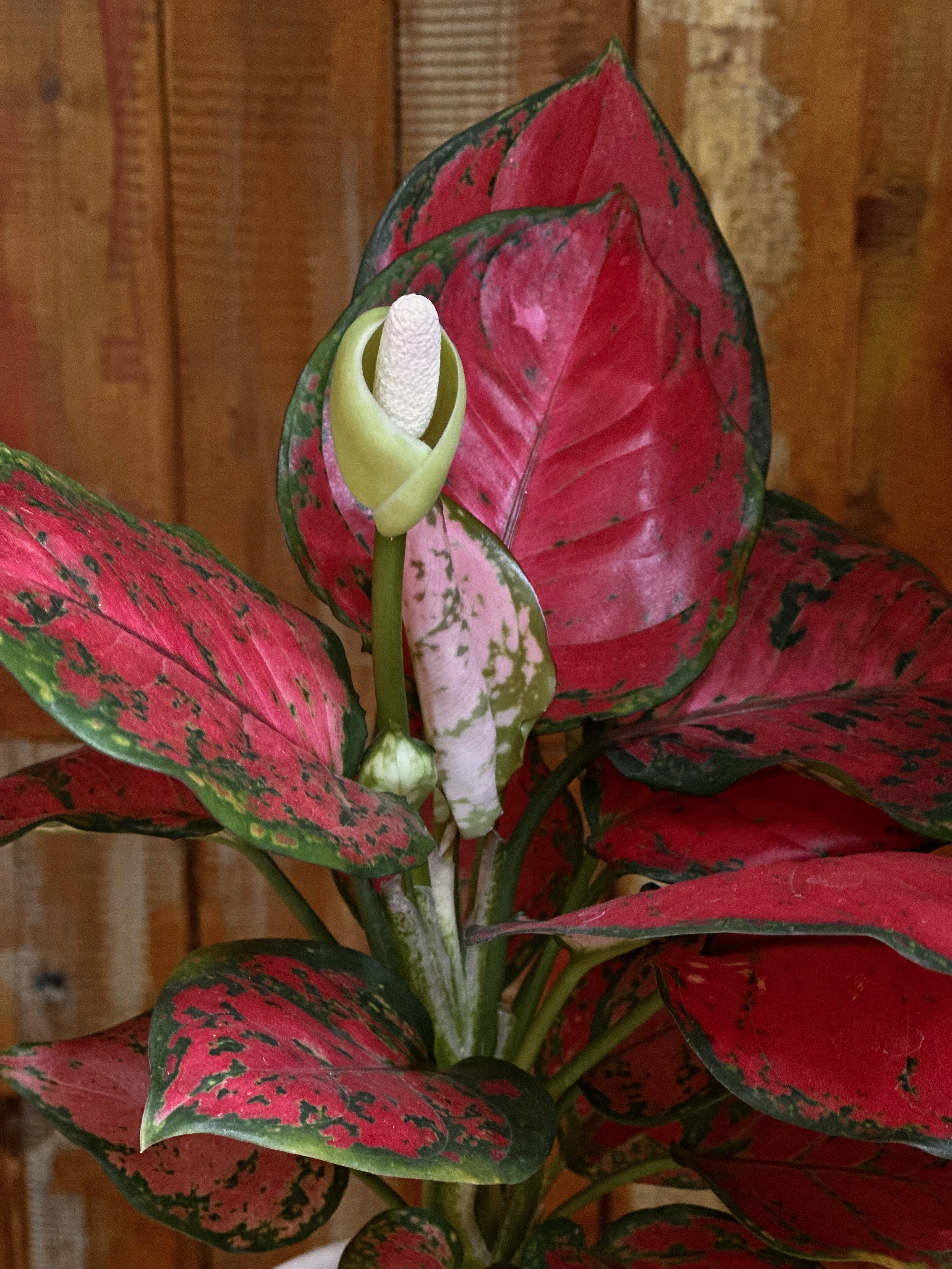 アグラオネマ ゾニラ (赤の強いタイプ) 1株 アグラオネマ ゾニラ 1株 アグラオネマ ゾニラ (赤の強いタイプ) 1株