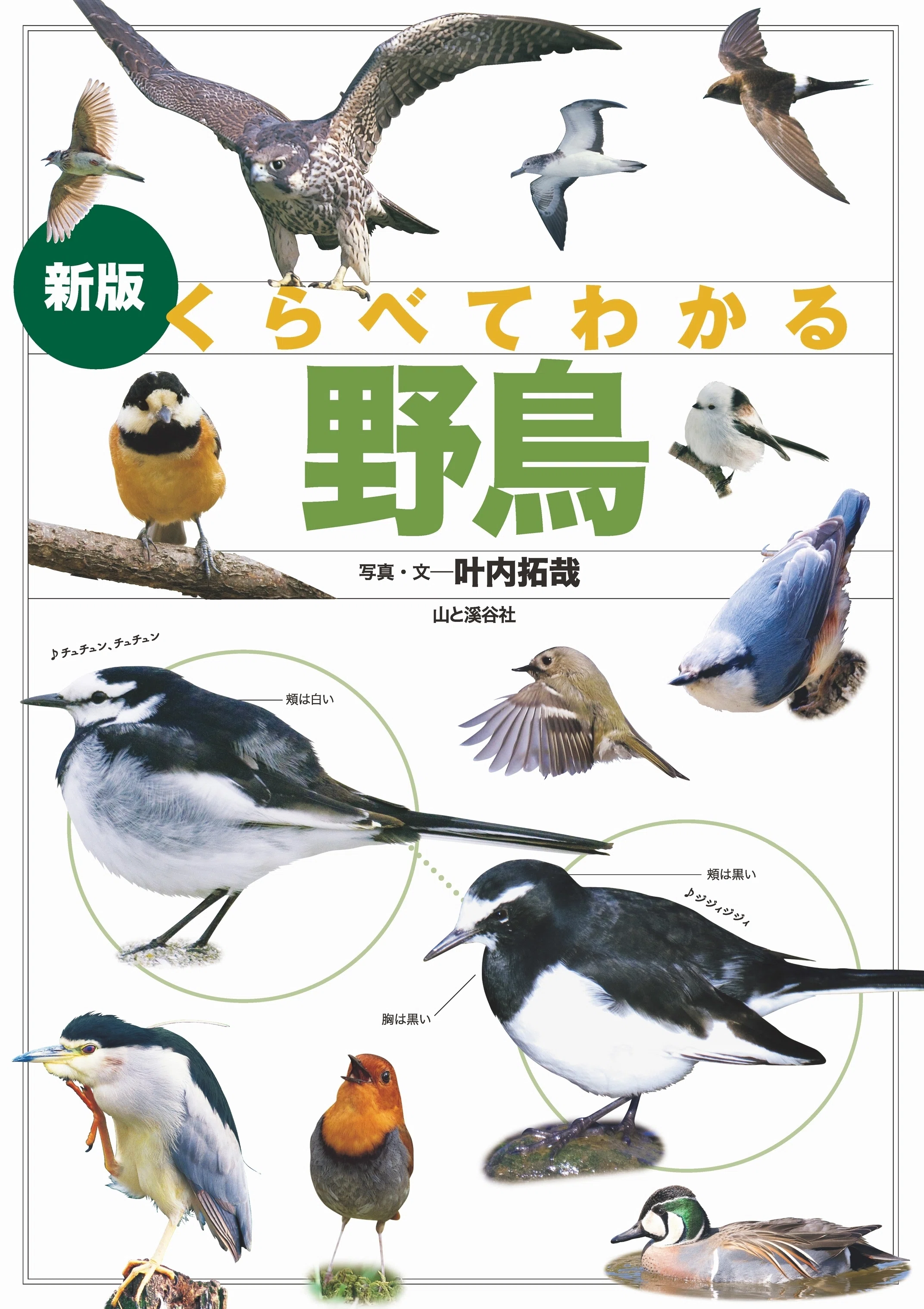 新刊のご案内【2025年1～3月発売】『科で見分けて楽しむ 雑草観察図鑑