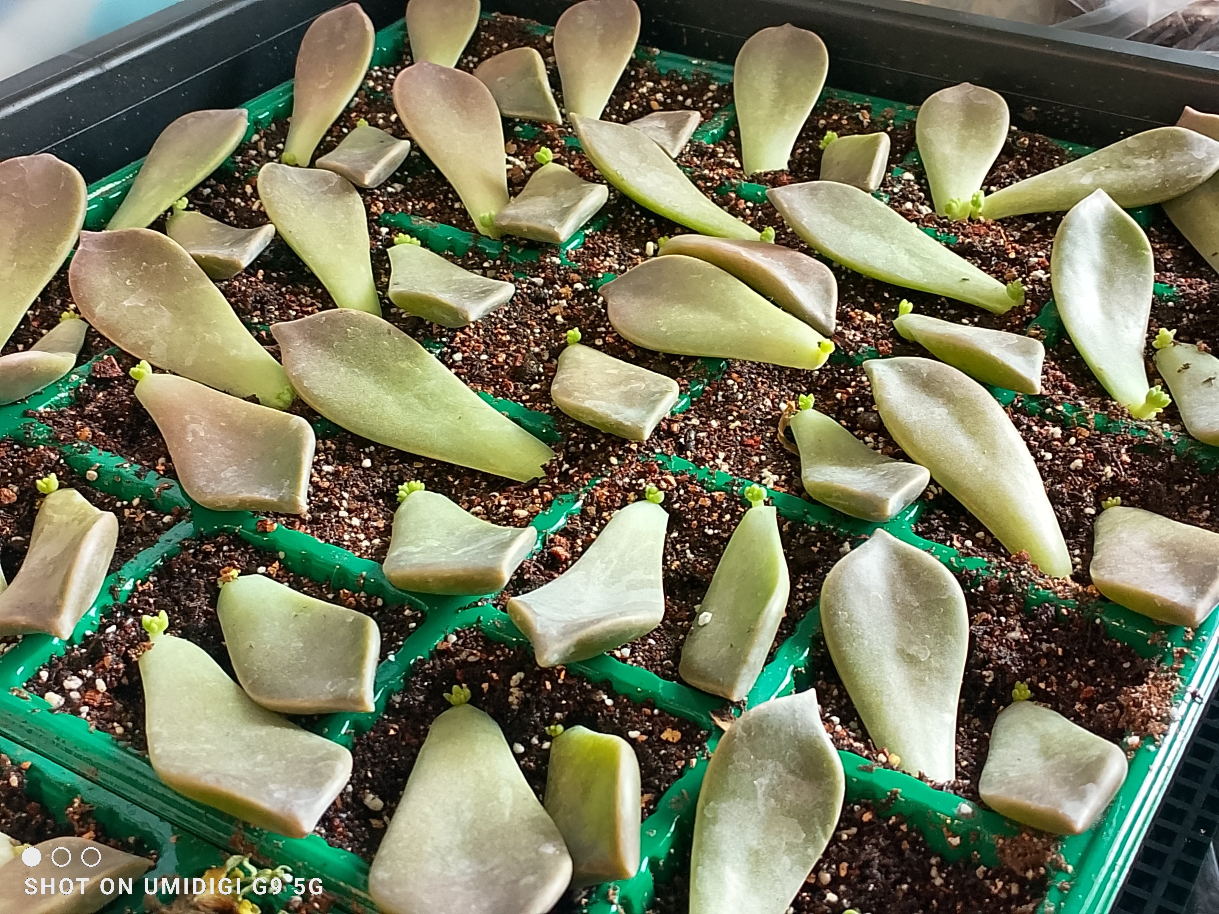 グラパラリーフの葉挿し｜ra66!t