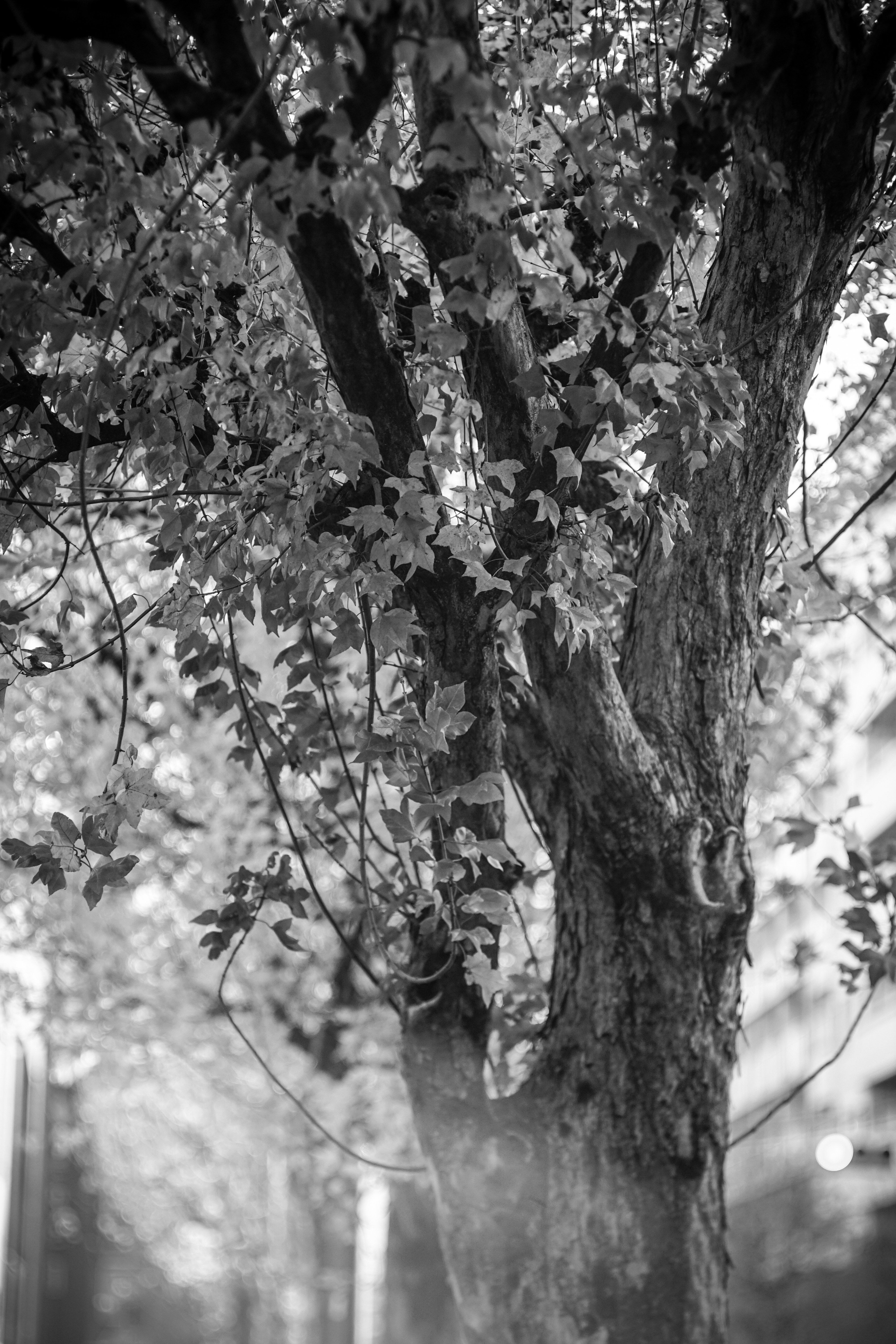 ★レア★ フォカ FOCA TELEOPLAR 135mm F4.5 NEX改造 ☆レア☆ フォカ FOCA TELEOPLAR 135mm F4.5 NEX改造