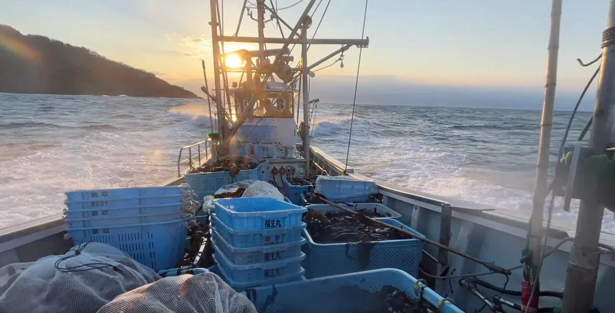 [Ofunato Large-Scale Fire No. 54] I went seaweed fishing｜株式会社 山海畑
