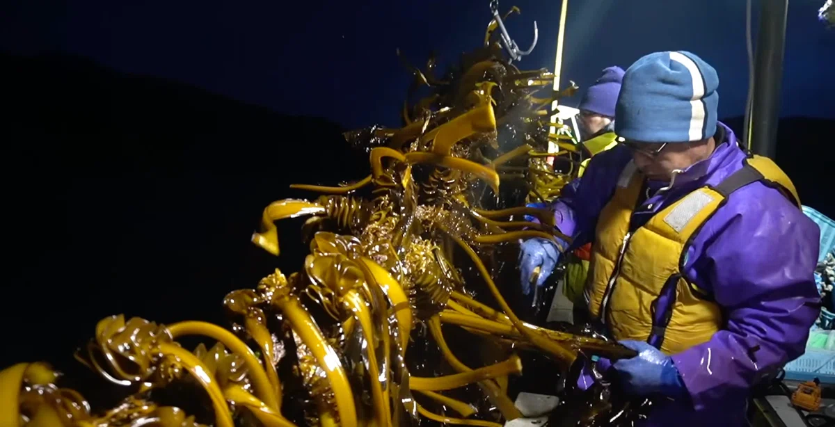 [Ofunato Large-Scale Fire No. 54] I went seaweed fishing｜株式会社 山海畑