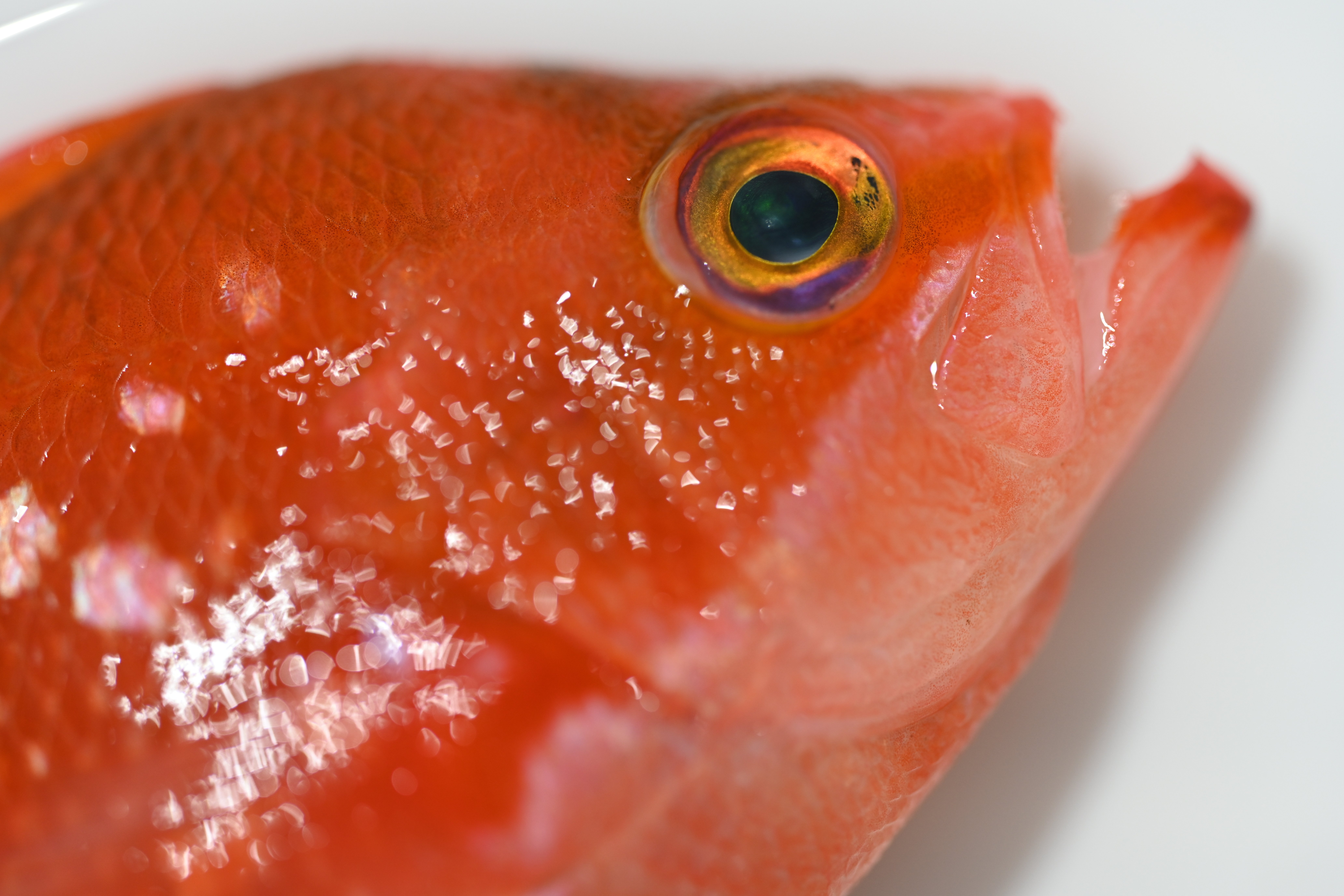 第3回サカナの写真を見せびらかす会🐟 開催！【4/12(土)18:00