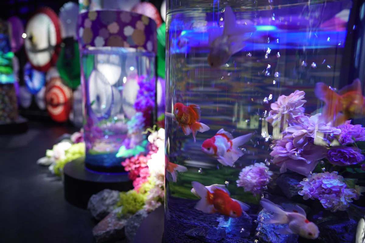 アク和リウムGA☆KYO(UWS AQUARIUM GA☆KYO)