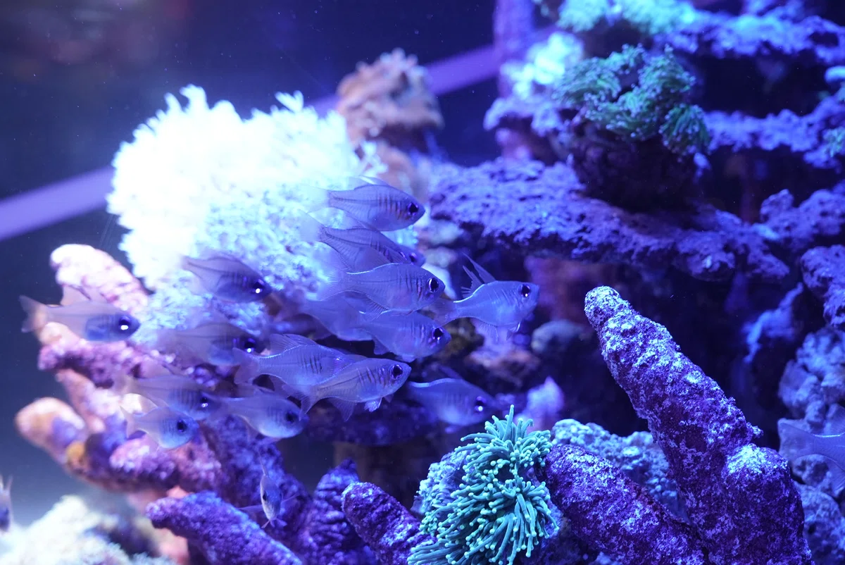 アク和リウムGA☆KYO(UWS AQUARIUM GA☆KYO)