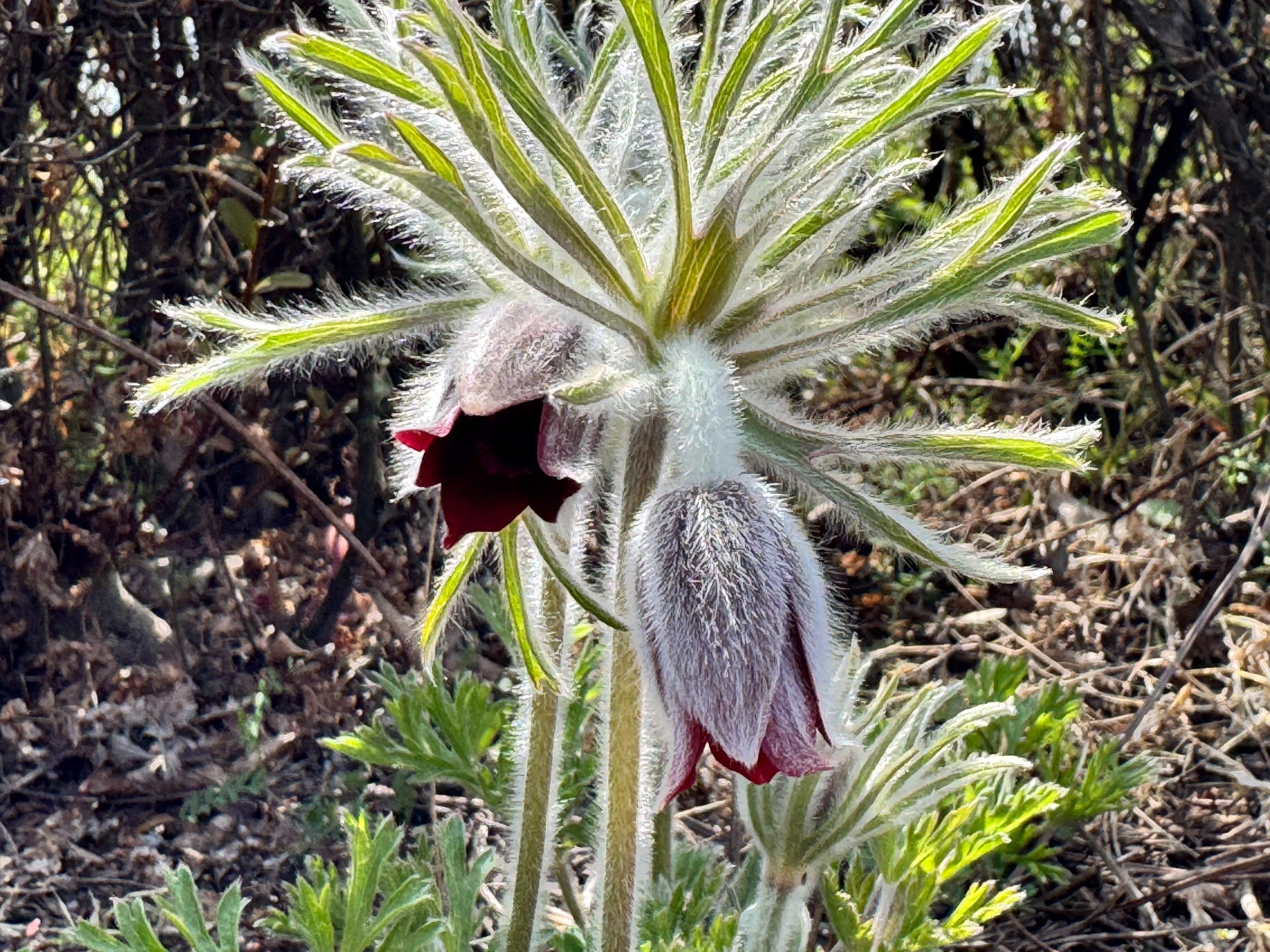 全身産毛 オキナグサ｜Cressonboy