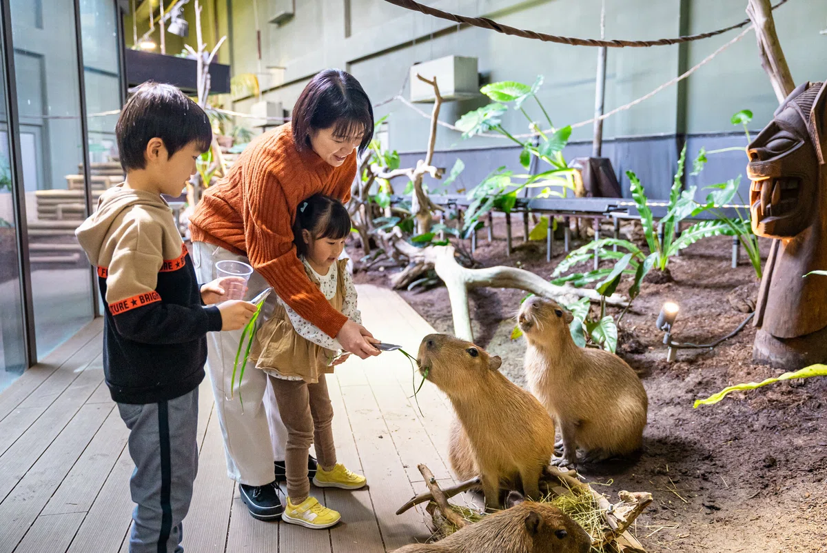 カワスイ 川崎水族館のカピバラ餌やり