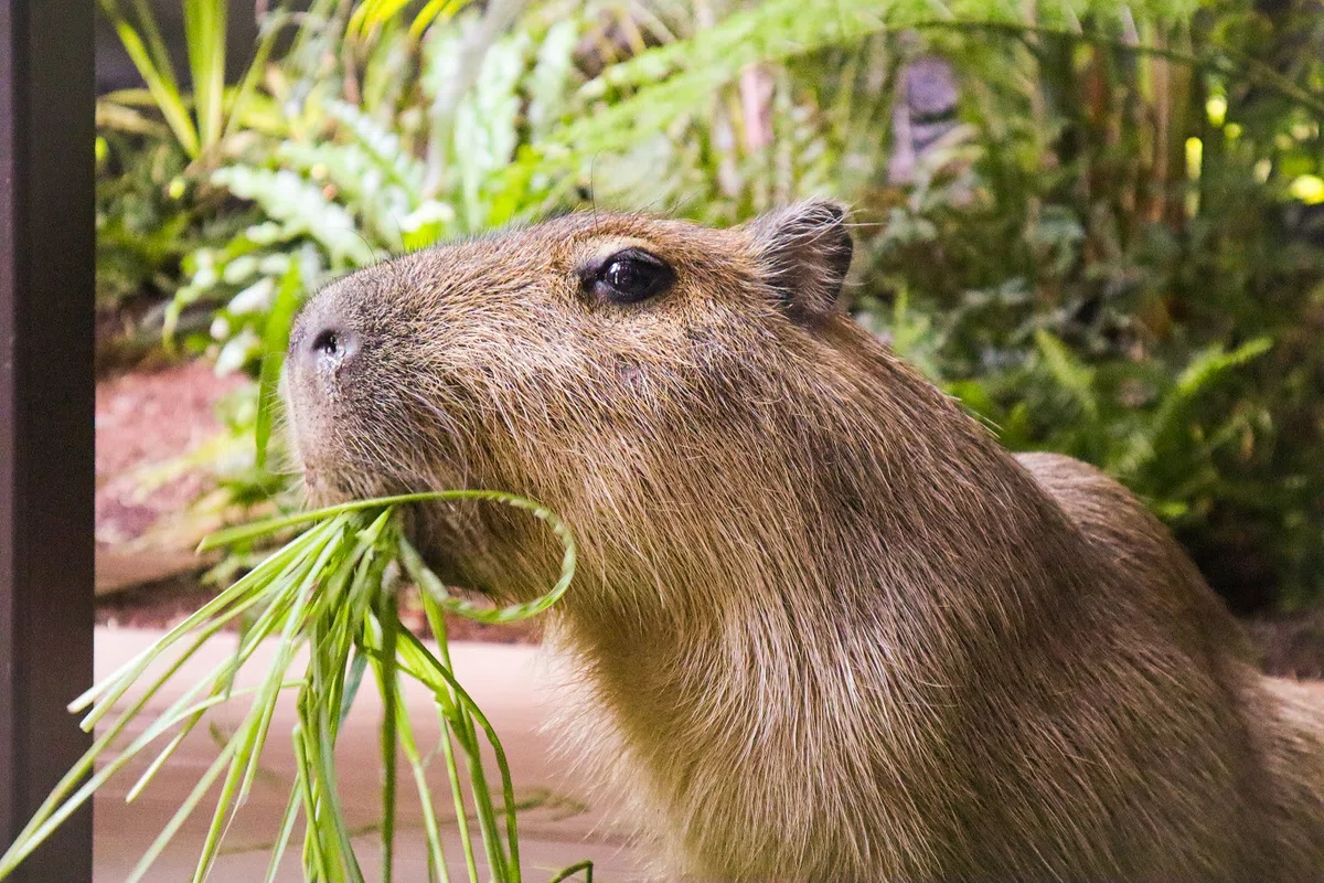 カワスイ 川崎水族館のカピバラ
