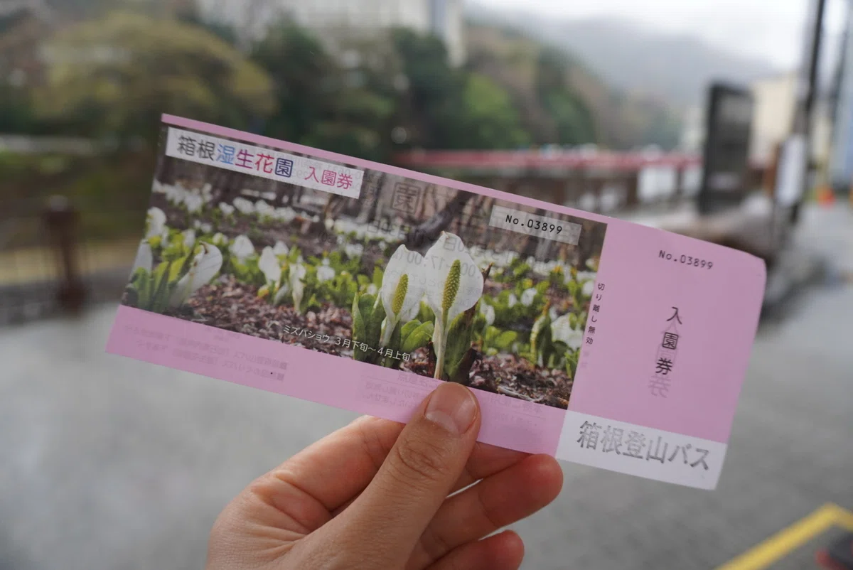 水芭蕉を観に、箱根湿生花園へ｜しゅく