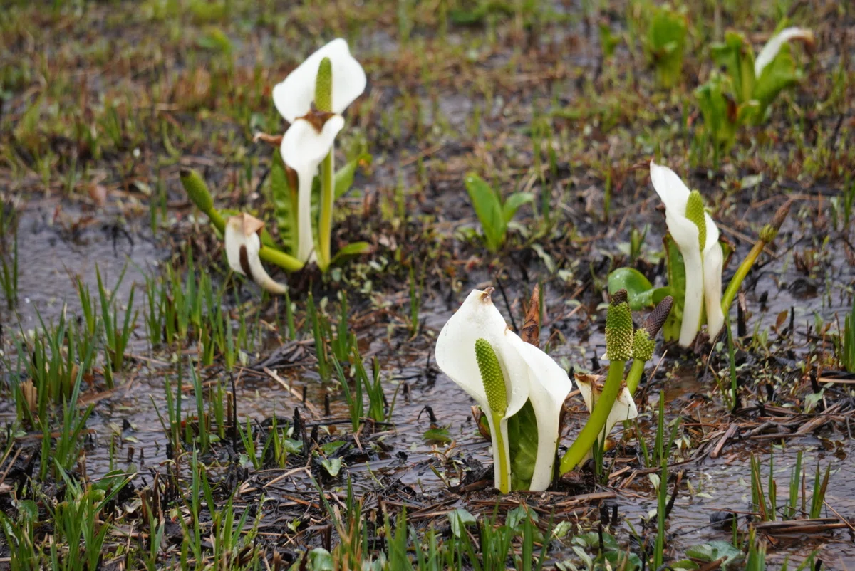 水芭蕉を観に、箱根湿生花園へ｜しゅく