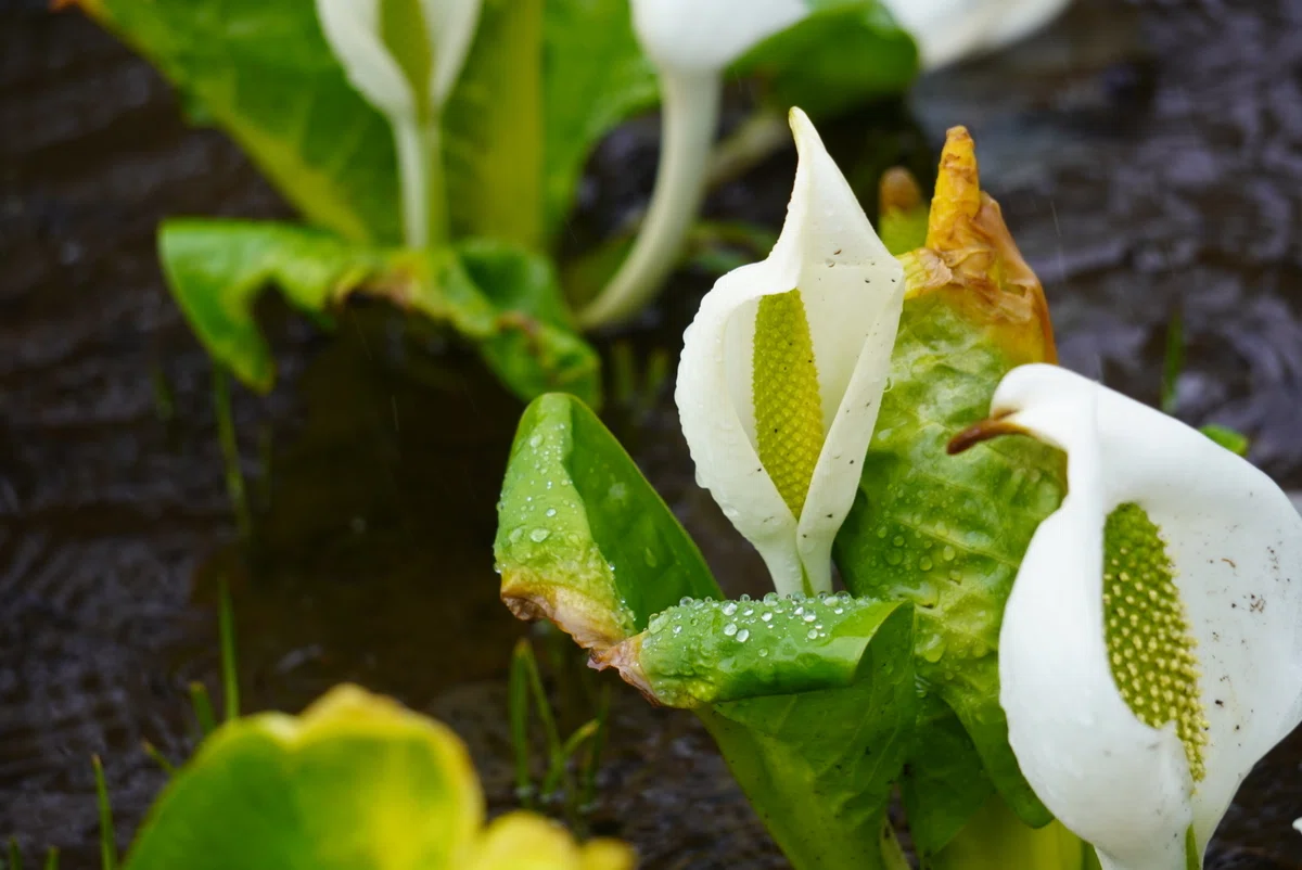 水芭蕉を観に、箱根湿生花園へ｜しゅく