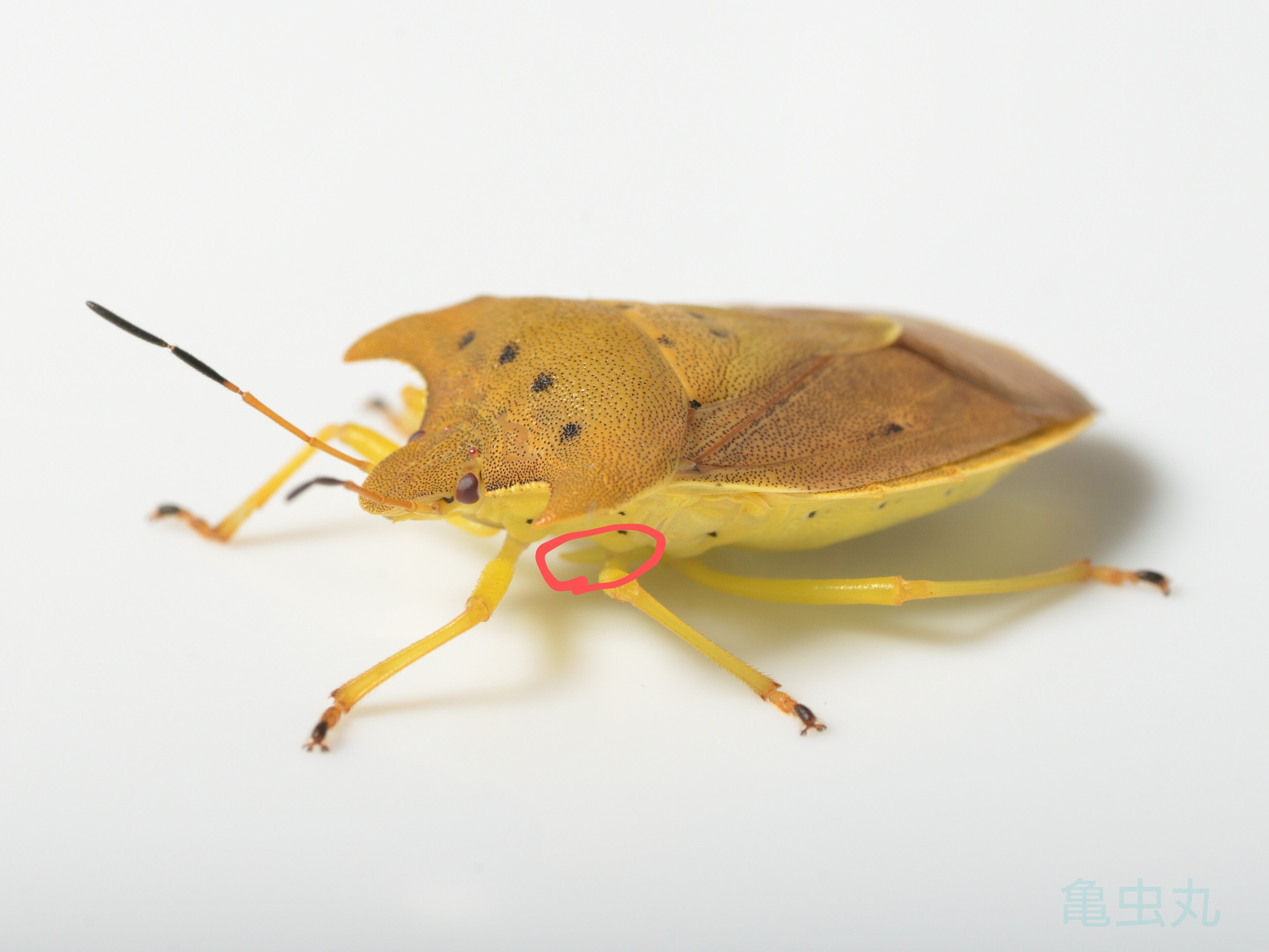 カメムシ品！200㍑ドラム缶remakeBOX３段【イエロー】 200㍑ドラム缶RemakeアートBOX(イエロー) 200㍑ドラム缶Remakeアート