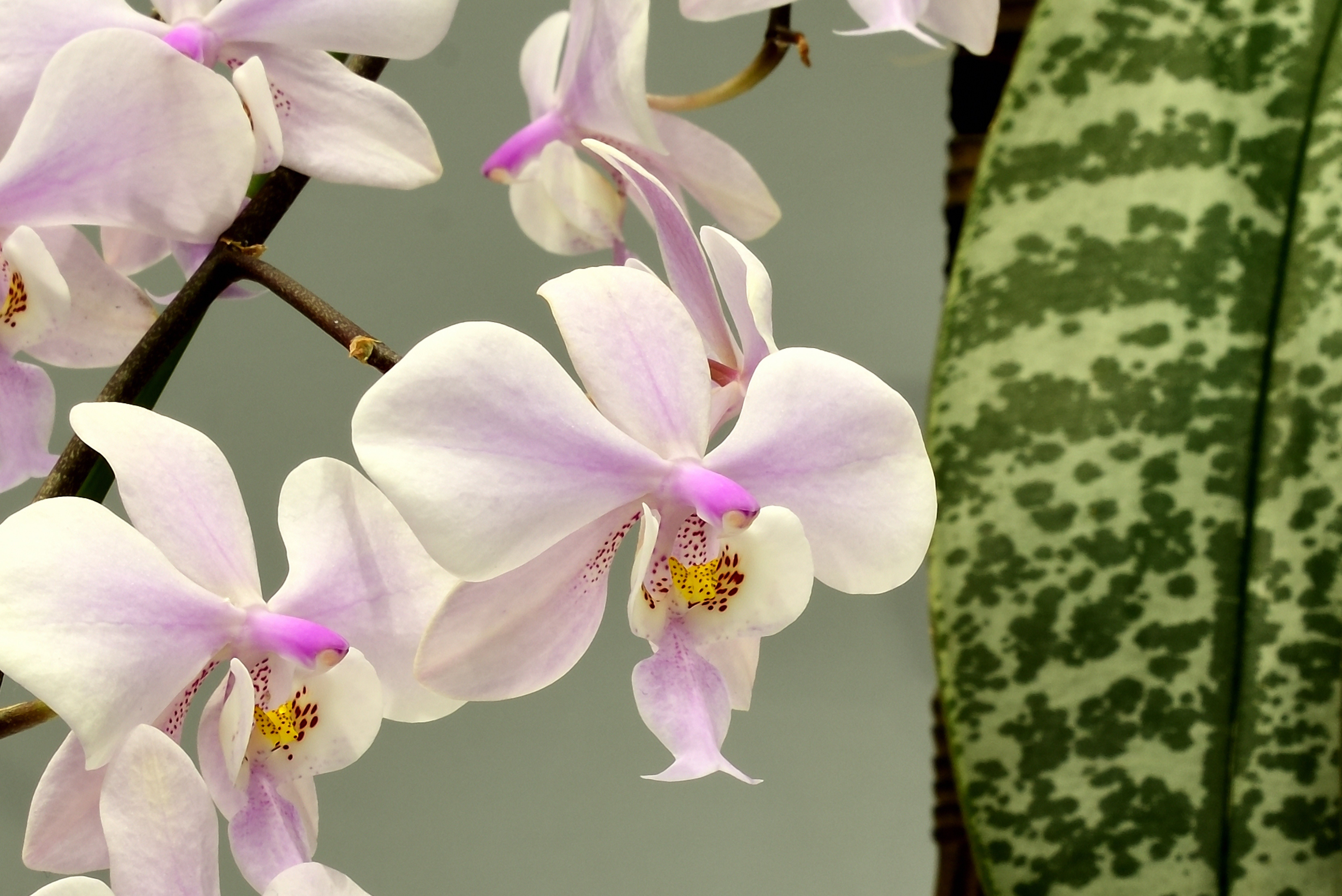 優雅な美しさ：ファレノプシス・シレリアナに魅せられて｜光と風のアルバム